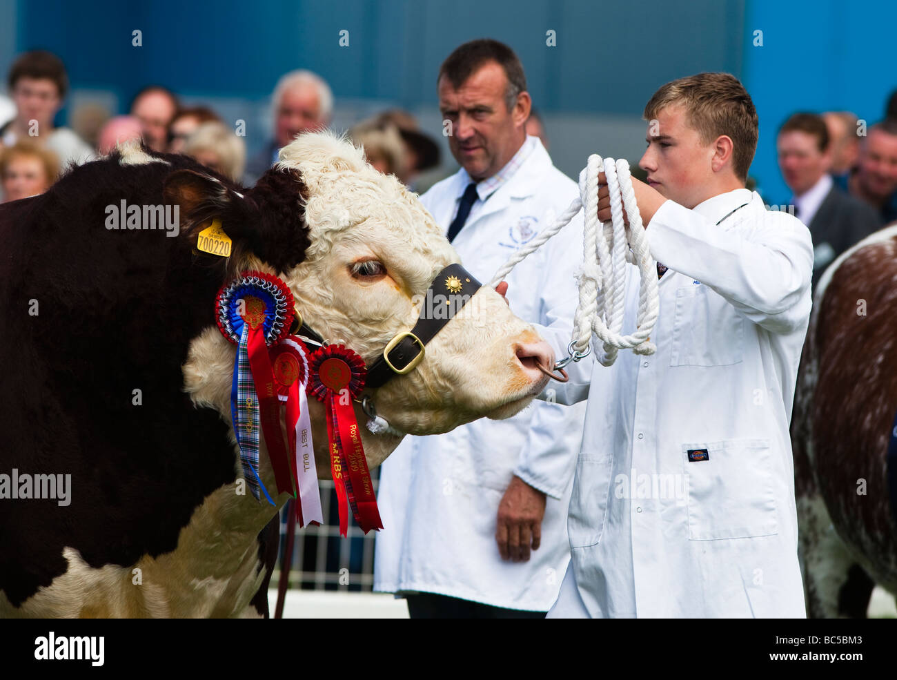 Uomo con una corda il servizio di tethering una vincita bull al Royal Highland Show di Edimburgo in Scozia Foto Stock