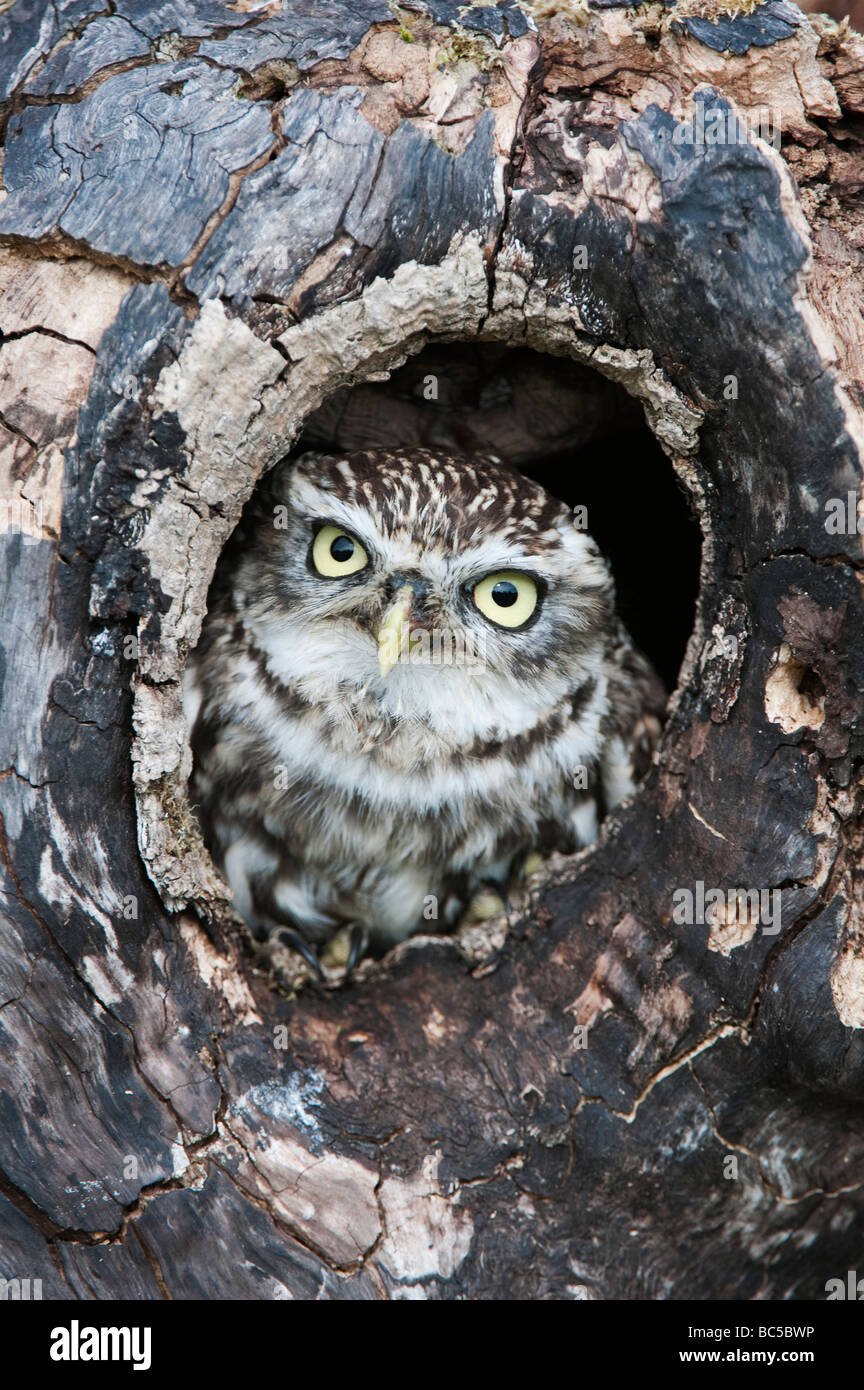 Athene noctua. Piccolo gufo in un albero cavo in campagna inglese Foto Stock