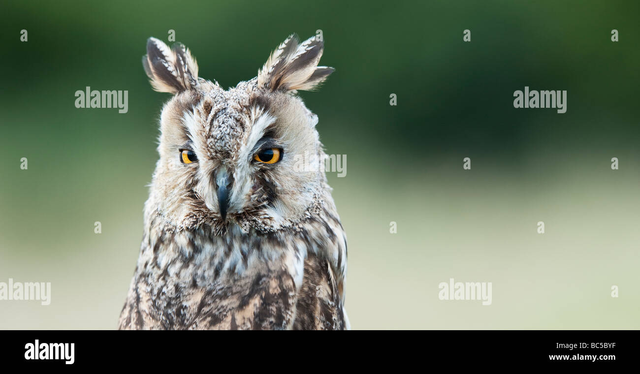 Asio otus. Long eared owl. Vista panoramica Foto Stock