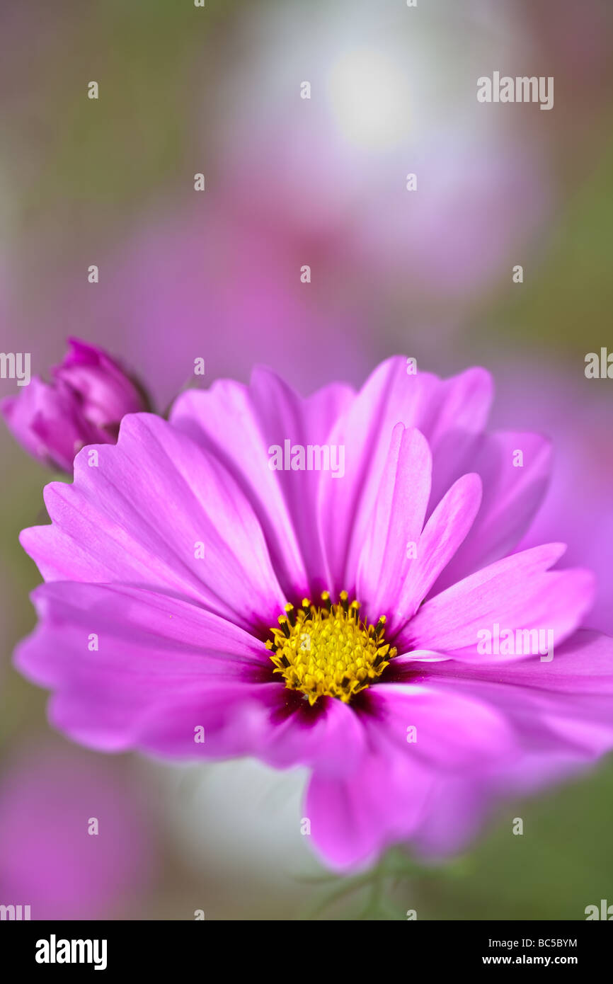 La radianza cosmo è coltivato un membro della famiglia aster. ha grandi 2-2.5' fioriture di colore variabile. questa varietà crescerà 4-5 m. di altezza Foto Stock