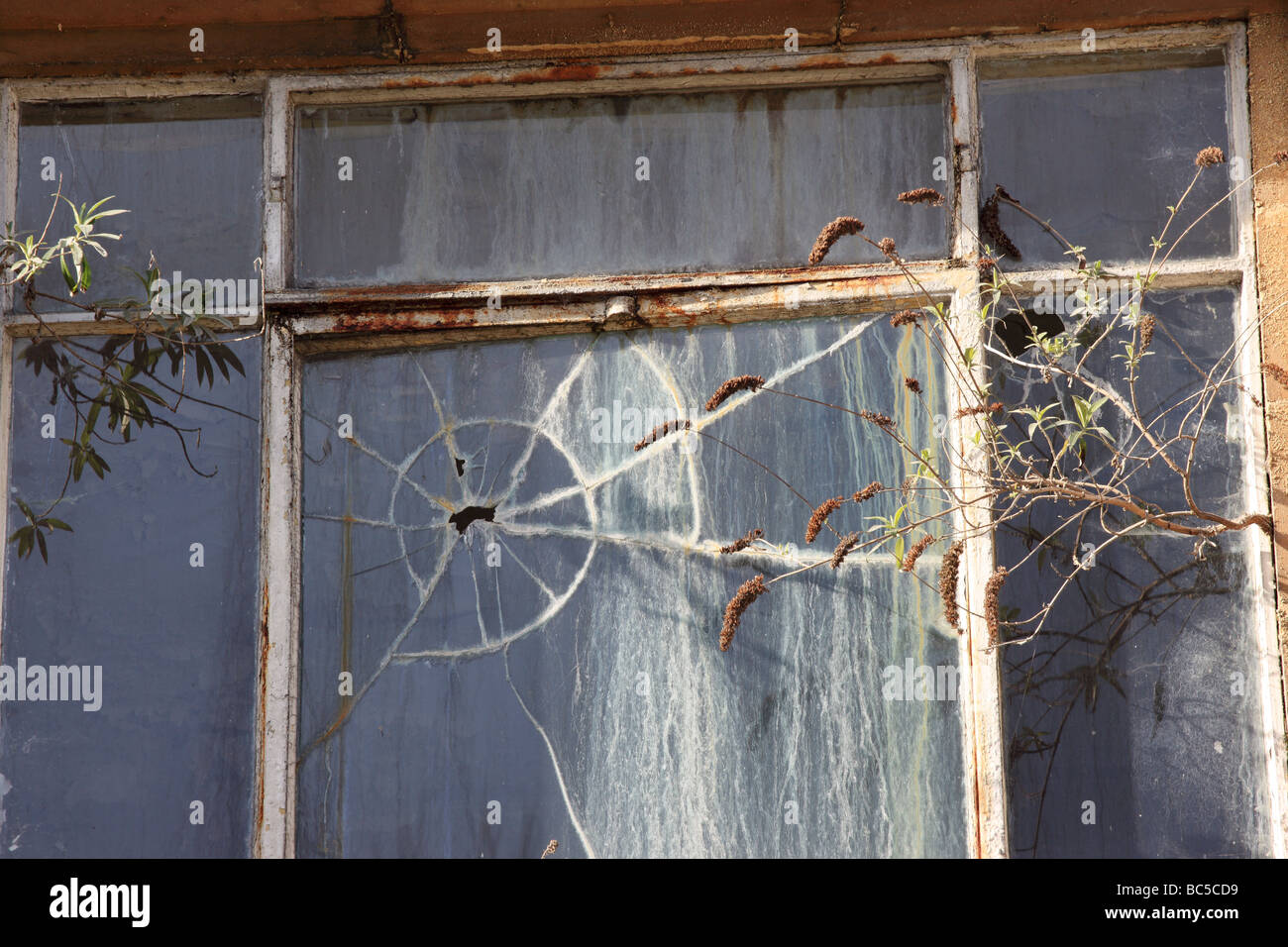 Una vecchia cornice di finestra bianca arrugginita con vetro sporco incrinato e erbacce che crescono dal muro di un edificio abbandonato in Inghilterra, Regno Unito Foto Stock