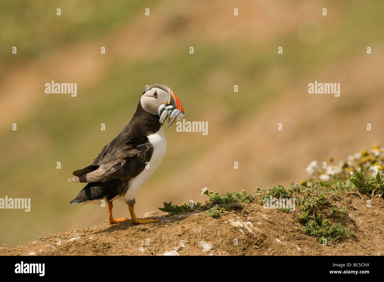 Puffin con pesce (cicerelli) Foto Stock