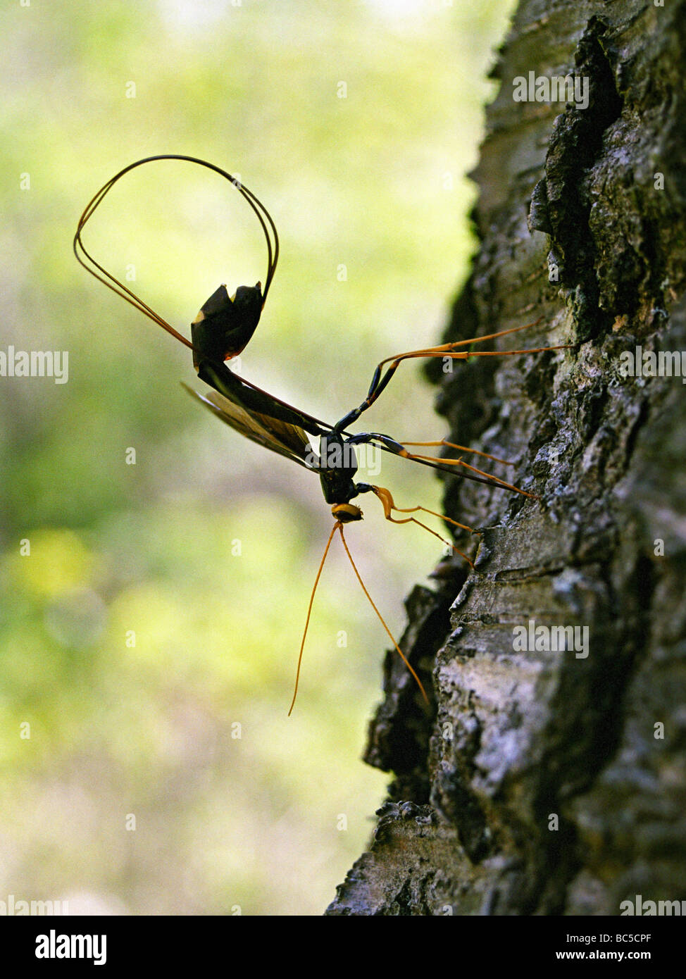Ichneumon gigante (Megarhyssa atrata) deposizione di uova in una struttura ad albero Foto Stock