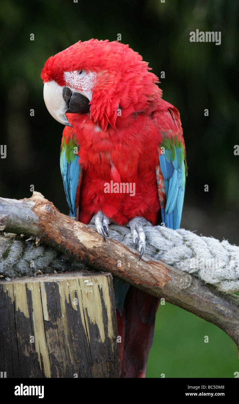 Verde-winged Macaw o rosso-verde Macaw, Ara chloroptera, pappagalli, psittaciformi Foto Stock