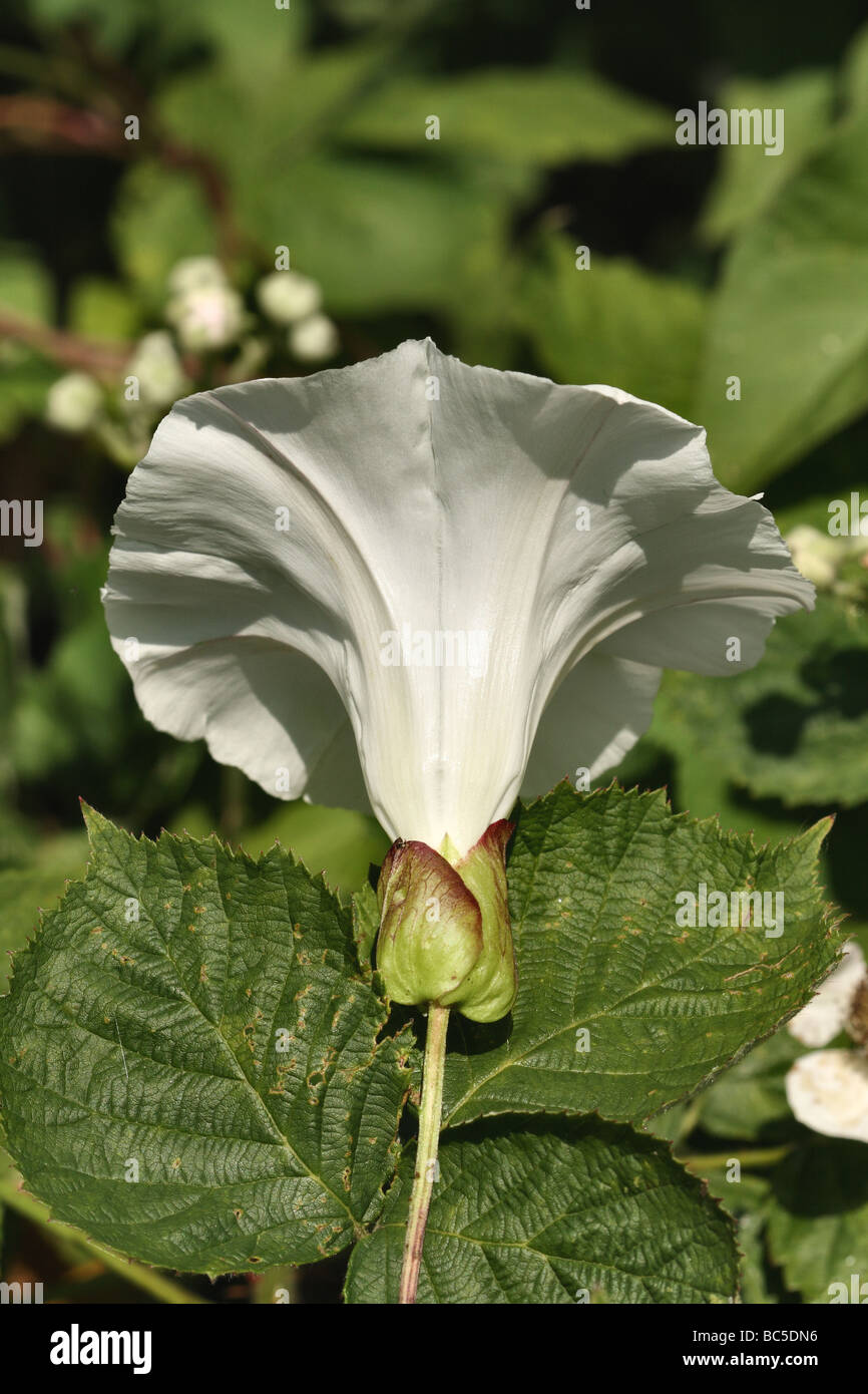 Hedge Centinodia Flower Calystegia sepium famiglia Convolvulaceae Foto Stock