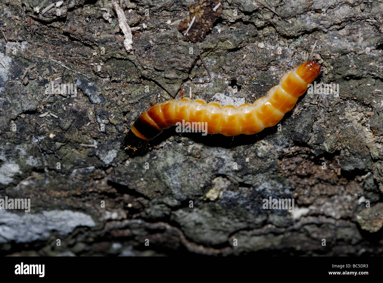 Larva di un clic beetle, famiglia Elateridae. Fare clic su beetle larve sono noti anche come wireworms. Foto Stock