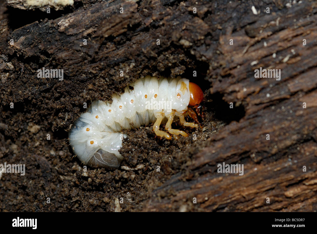 Larva di giugno bug Phyllophaga sp in una decomposizione di albero morto nord del New Jersey. Foto Stock