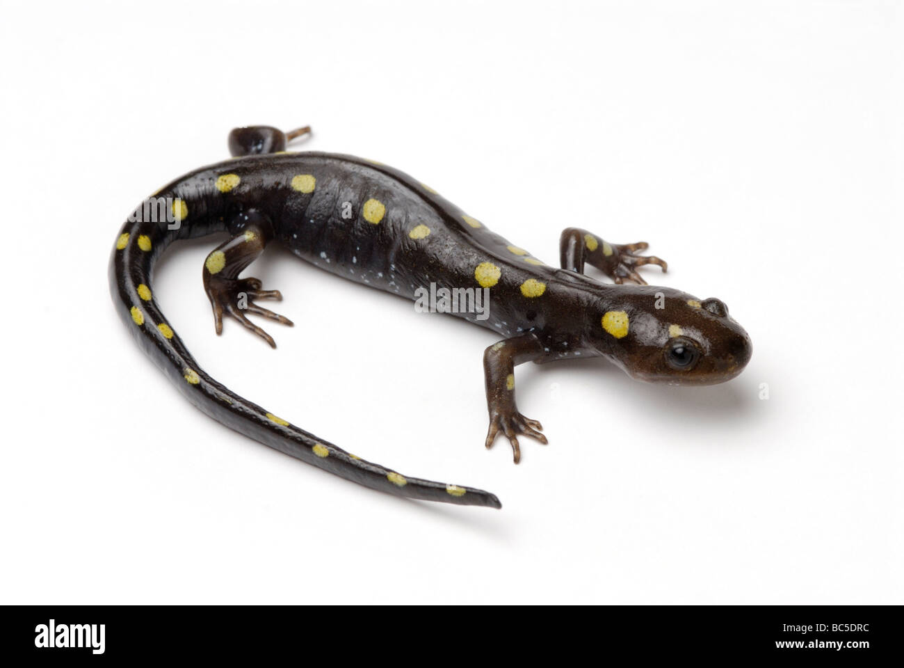 Salamandra pezzata, Ambystoma maculatum. Foto Stock