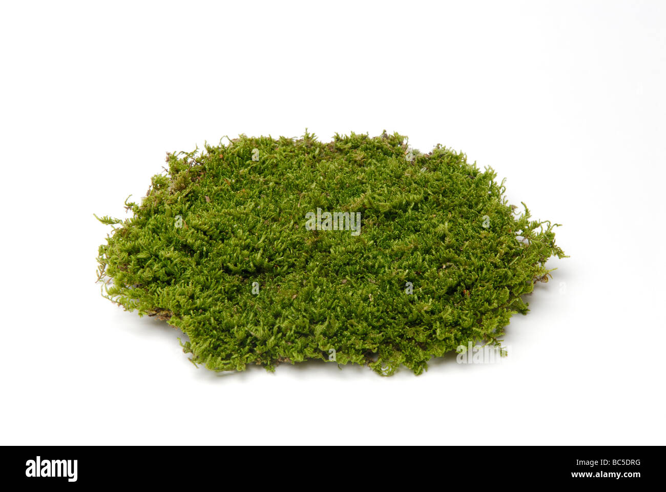 Un patch di moss Divisione Bryophyta su sfondo bianco Foto Stock