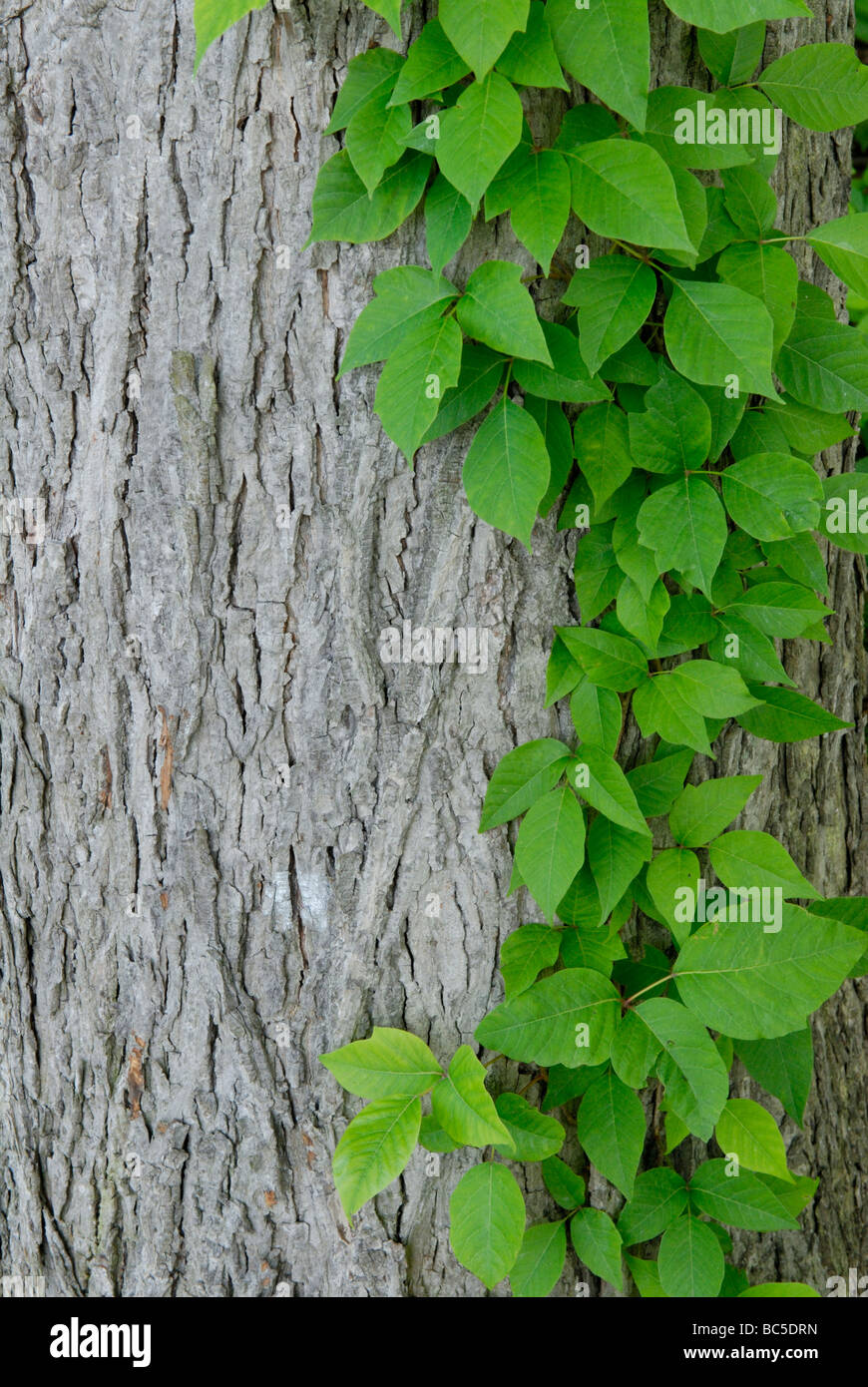Poison Ivy Toxicodendron radicans. Foto Stock