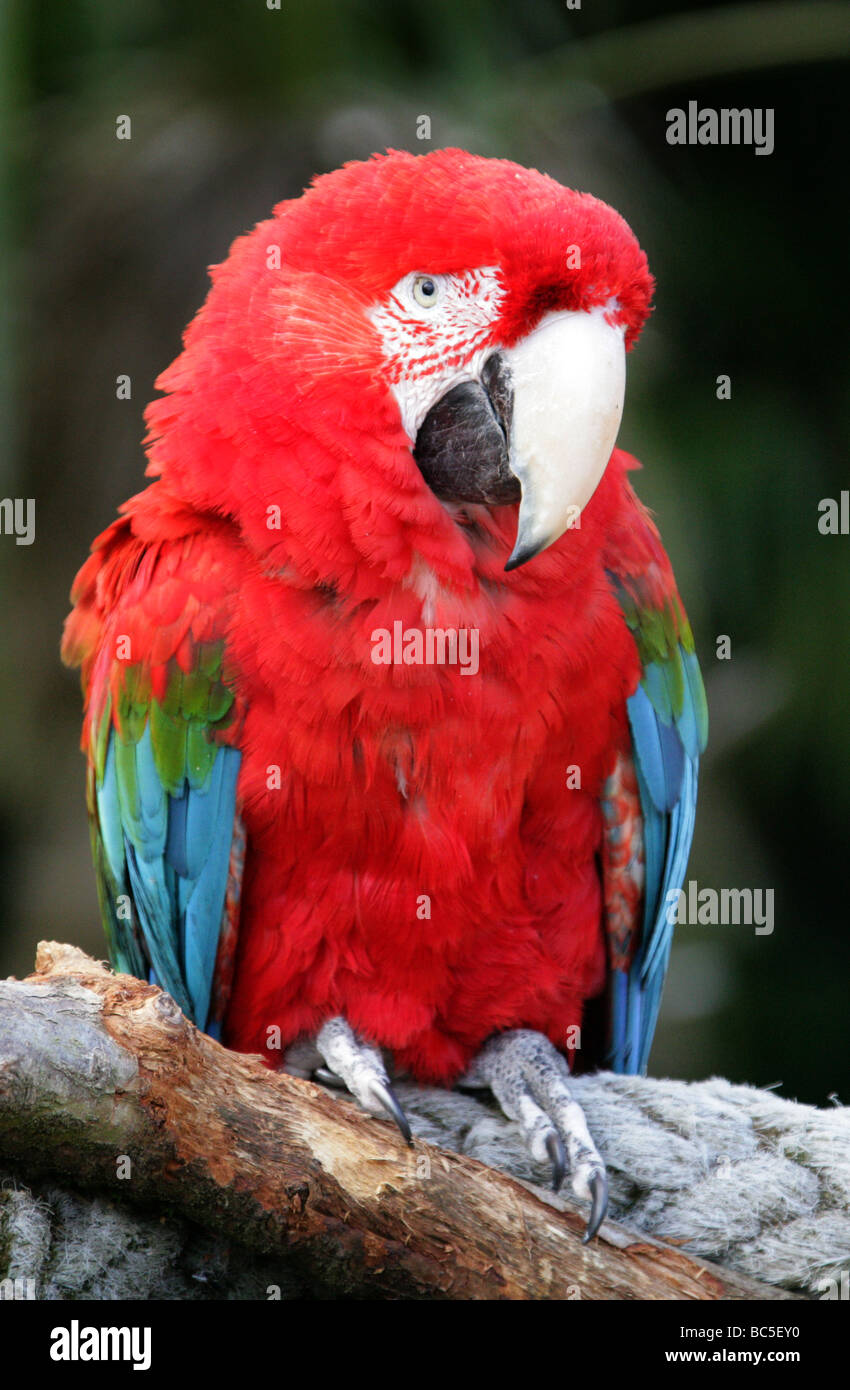 Verde-winged Macaw o rosso-verde Macaw, Ara chloroptera, pappagalli, Psittaciformi. Syn. Ara chloropterus. Foto Stock