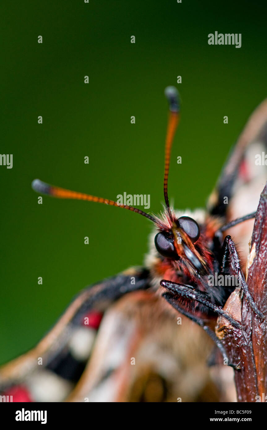 Festone spagnolo Butterfly :Zerynthia rumina. Close-up di testa Foto Stock