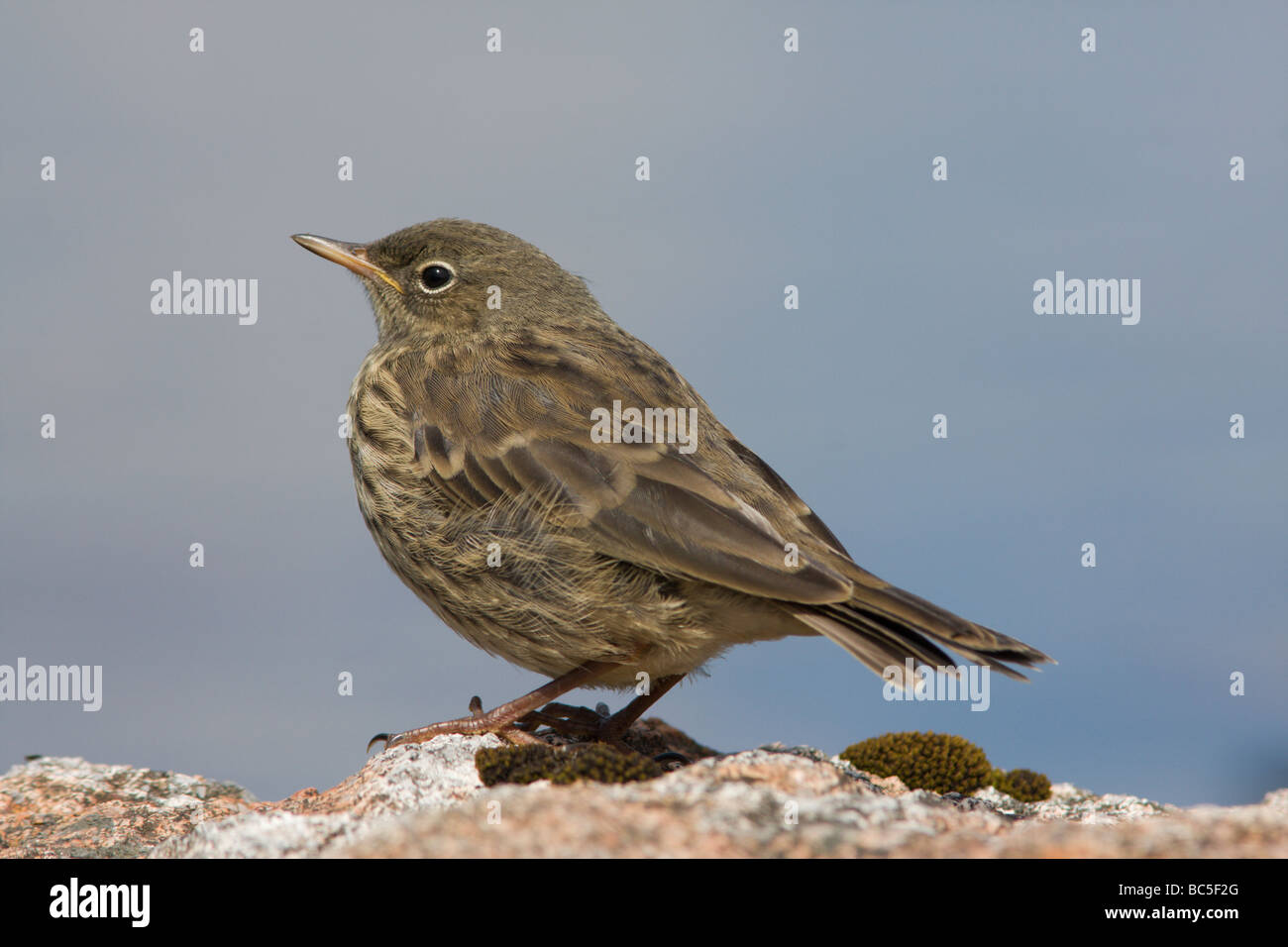 Un Rock Pipit (Anthus petrosus) sul bordo del Loch di Frangord, Esha Ness, Shetland. Foto Stock