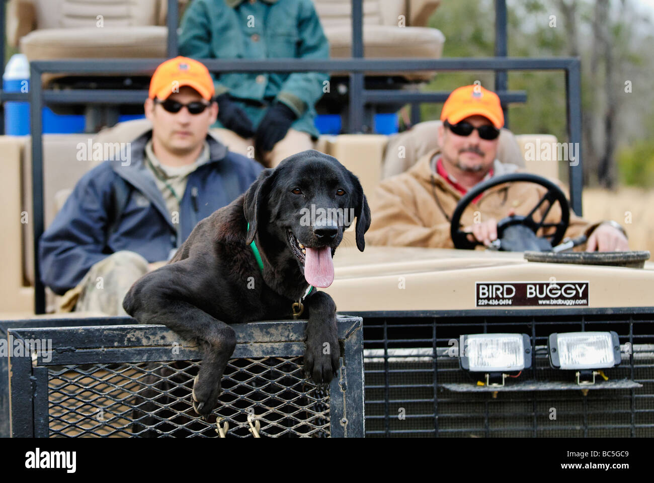 Nero eccitato Labrador Retriever sulla parte anteriore di un caccia Rig durante la caccia quaglia in Piney Woods della Georgia Foto Stock