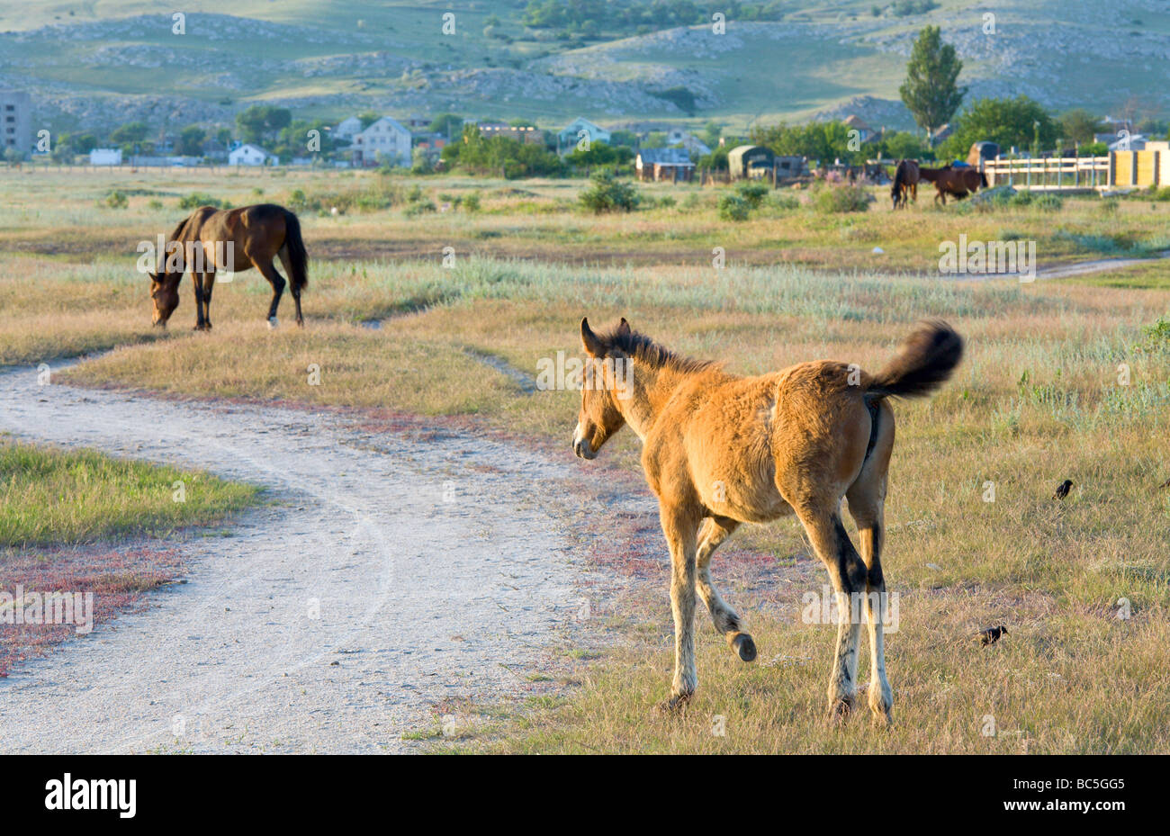 Cavallo con piccolo puledro in pascolo preirie Foto Stock