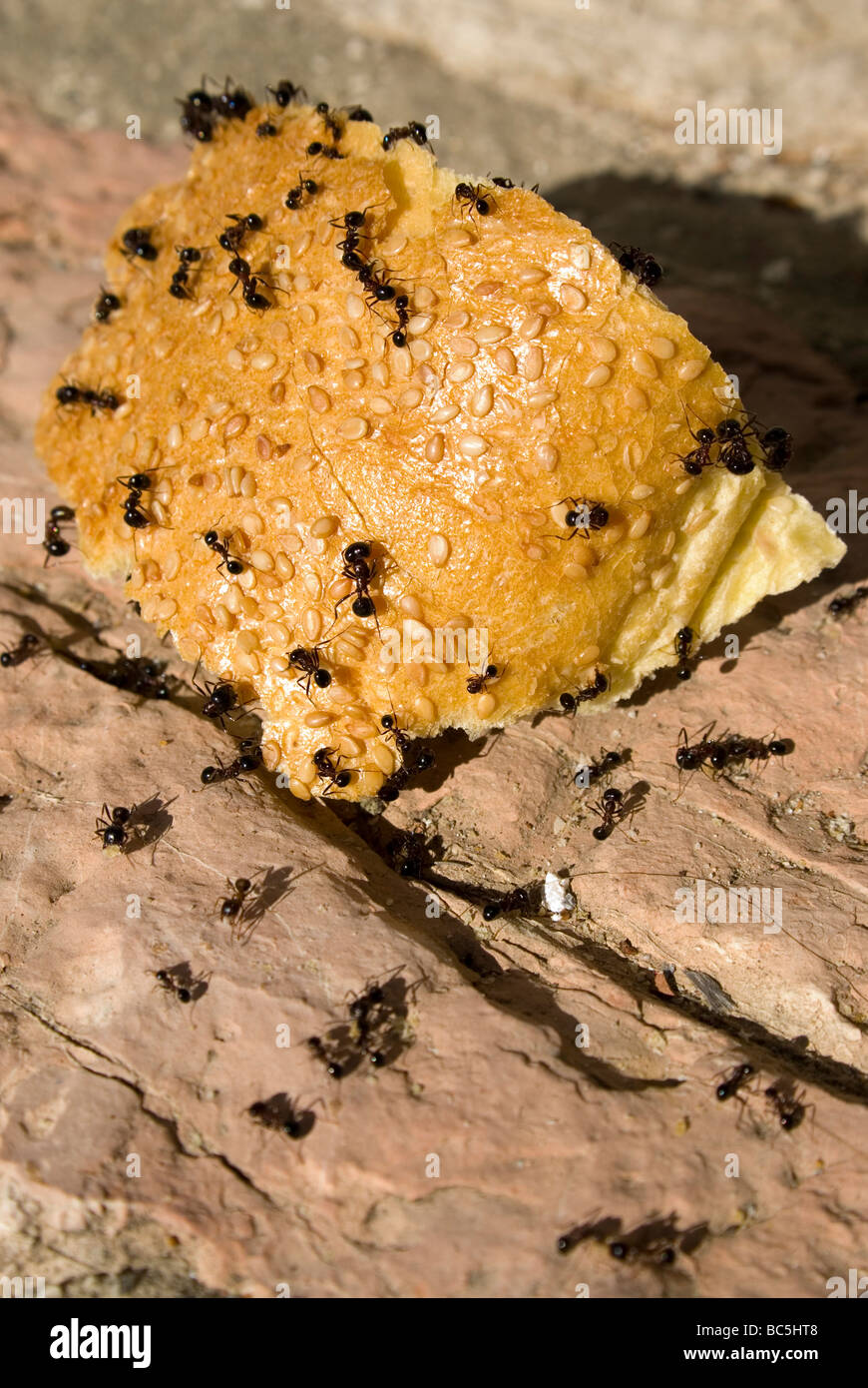 Formiche sul pane Foto Stock