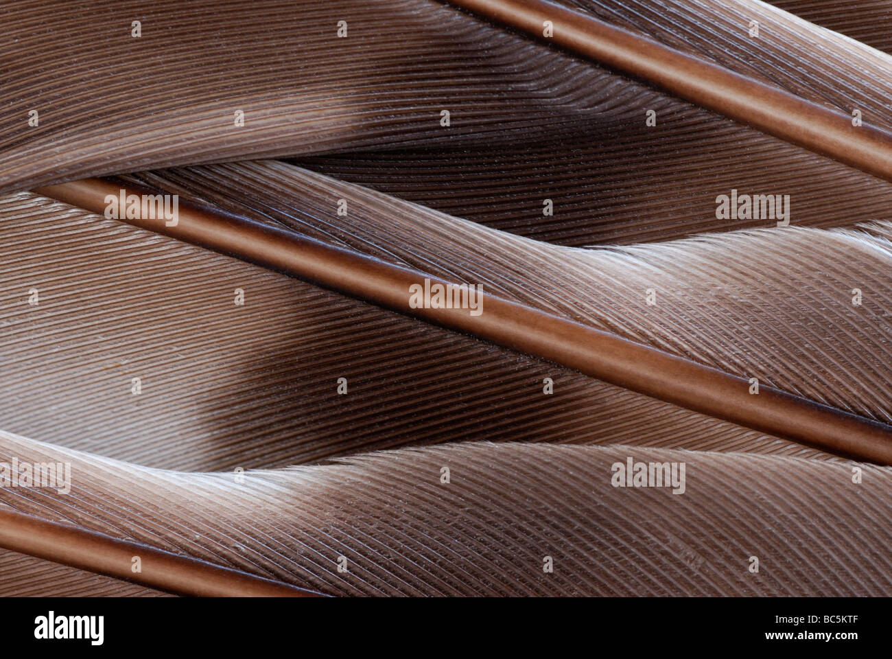 Close-up di piume di un'ala. Foto Stock
