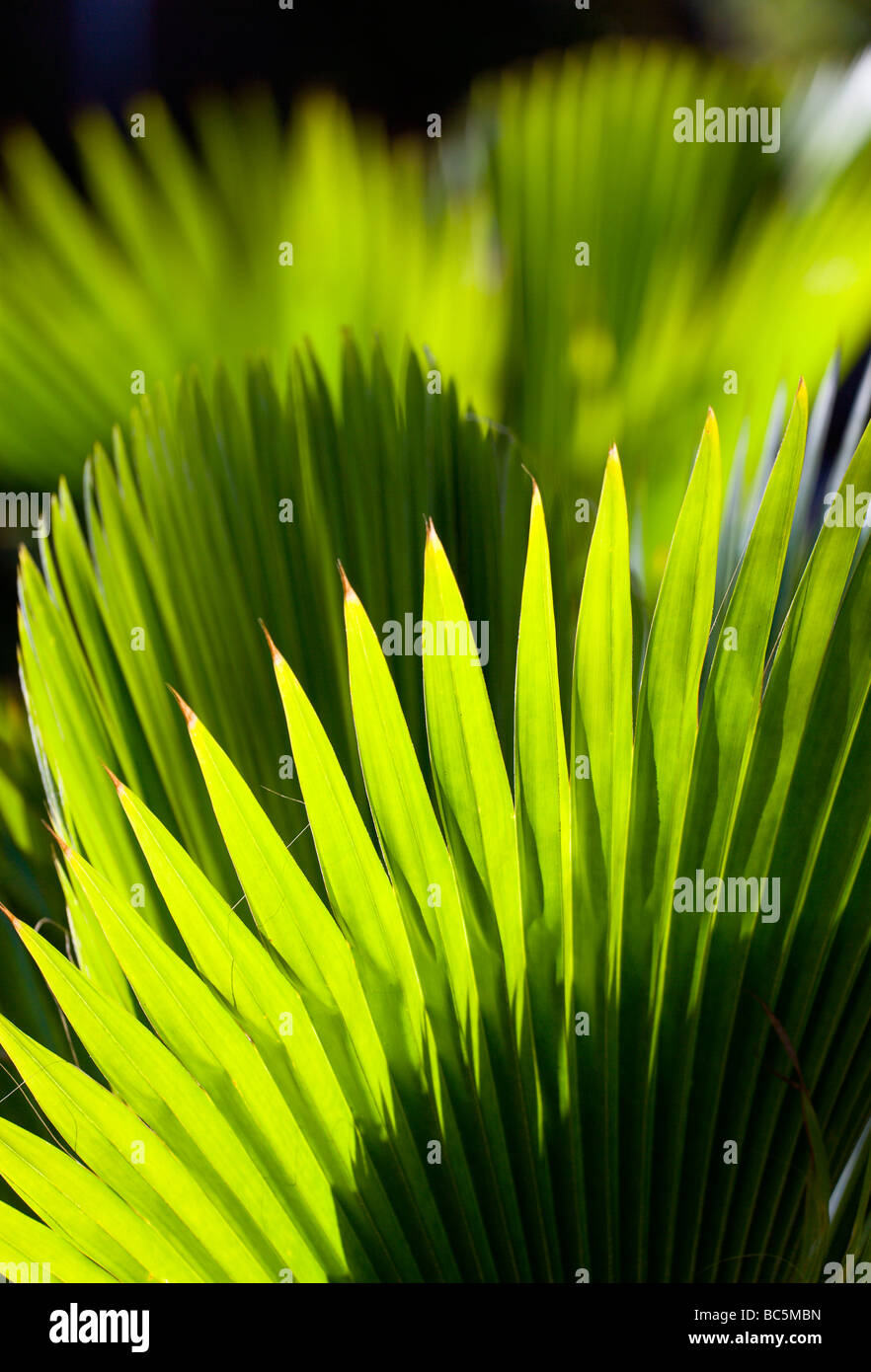 Grenada, foglie di palmo, close-up Foto Stock