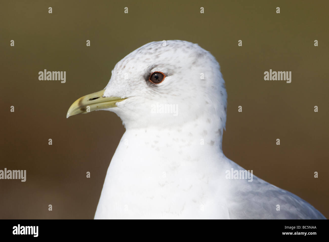 Gabbiano comune, Larus canus Foto Stock