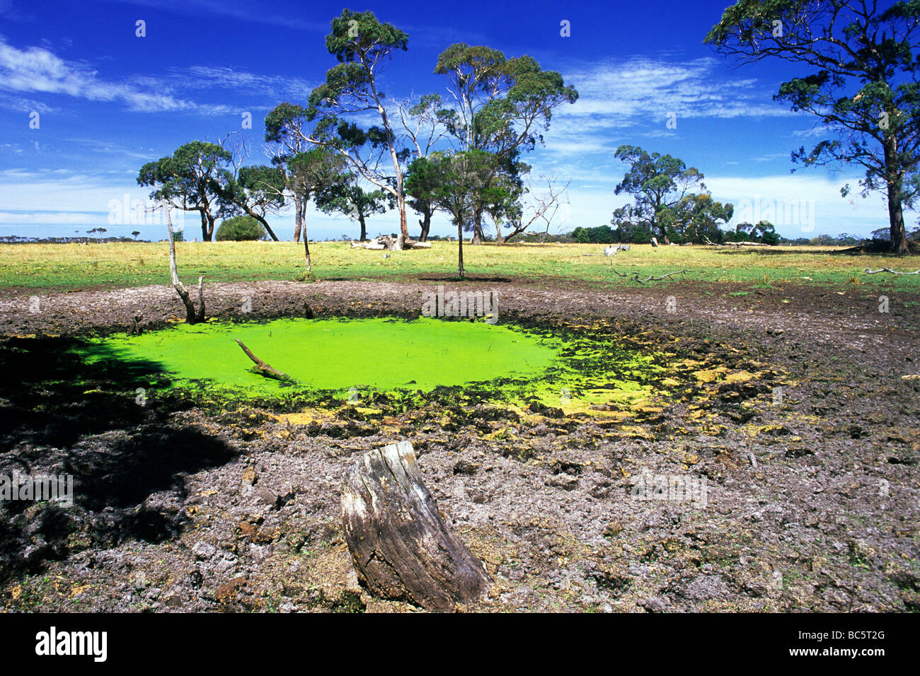Foro di irrigazione in Gippsland,Victoria Australia sotto il cielo blu Foto Stock