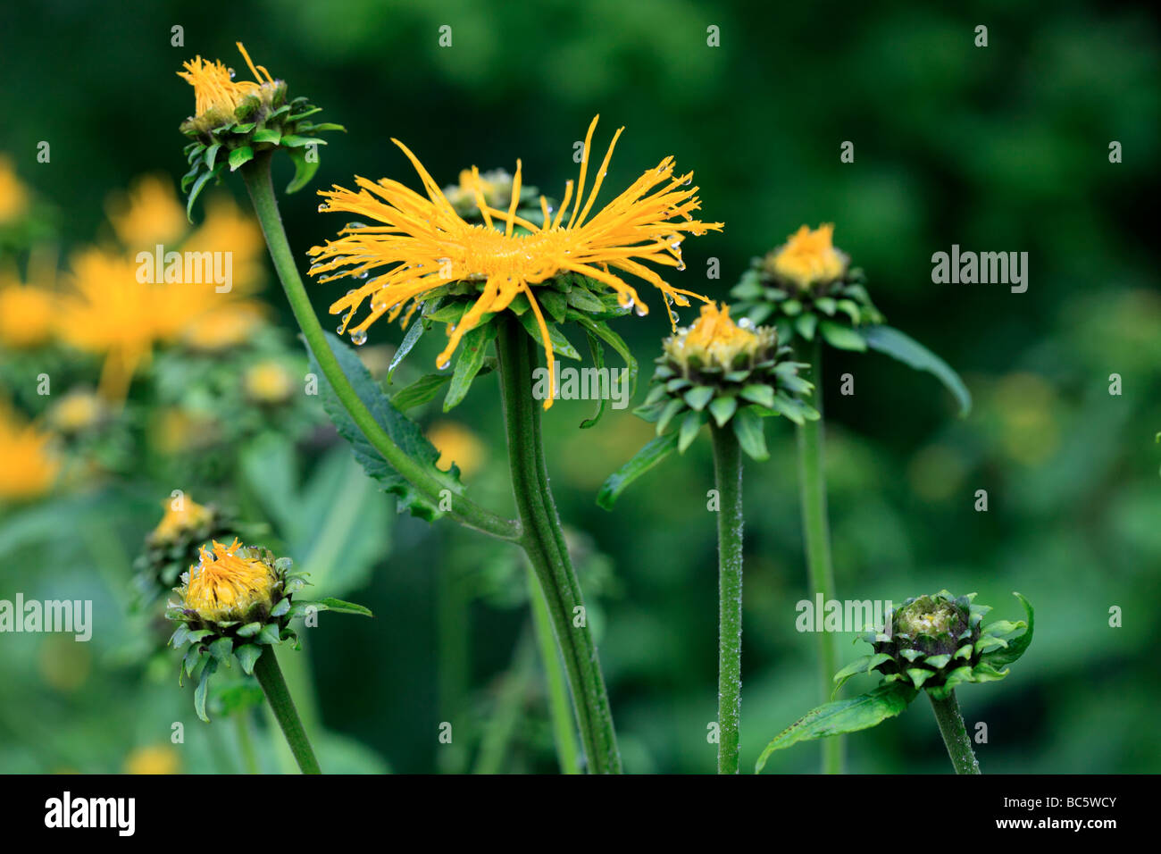 Inula giallo ricoperto di fiori con gocce di pioggia Foto Stock