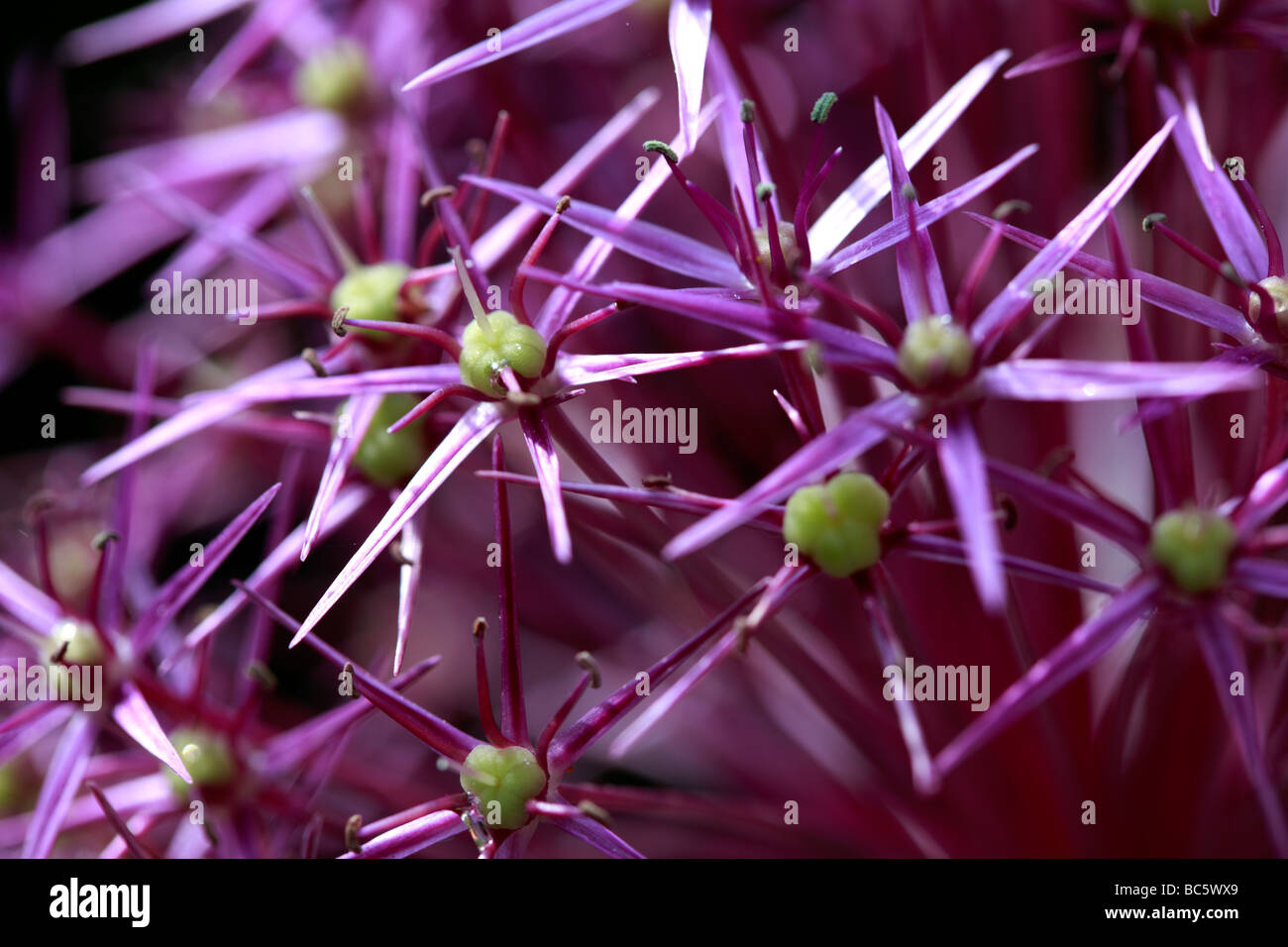 Chiusura del piccolo starshaped che compongono un AlliumPurple Foto Stock