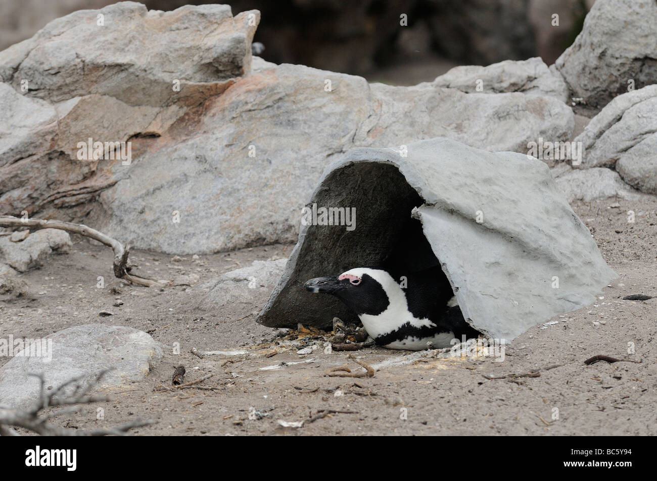 Pinguino africano Spheniscus demersus seduto in tana artificiale Simonstown Sud Africa Foto Stock