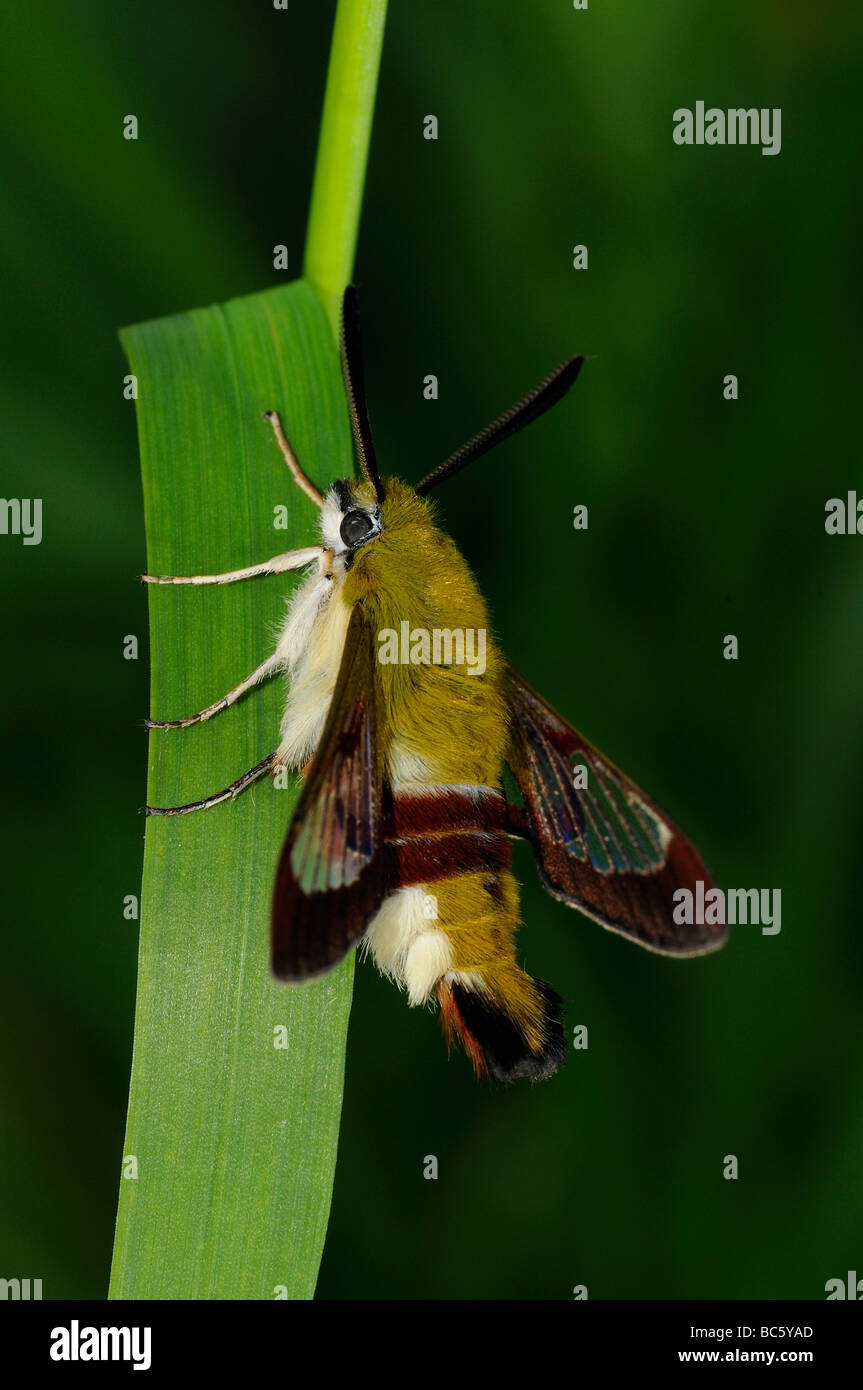 Ampia delimitata Bee Hawkmoth Hemaris fuciformis adulto in appoggio sulla lama di erba Oxfordshire UK Foto Stock