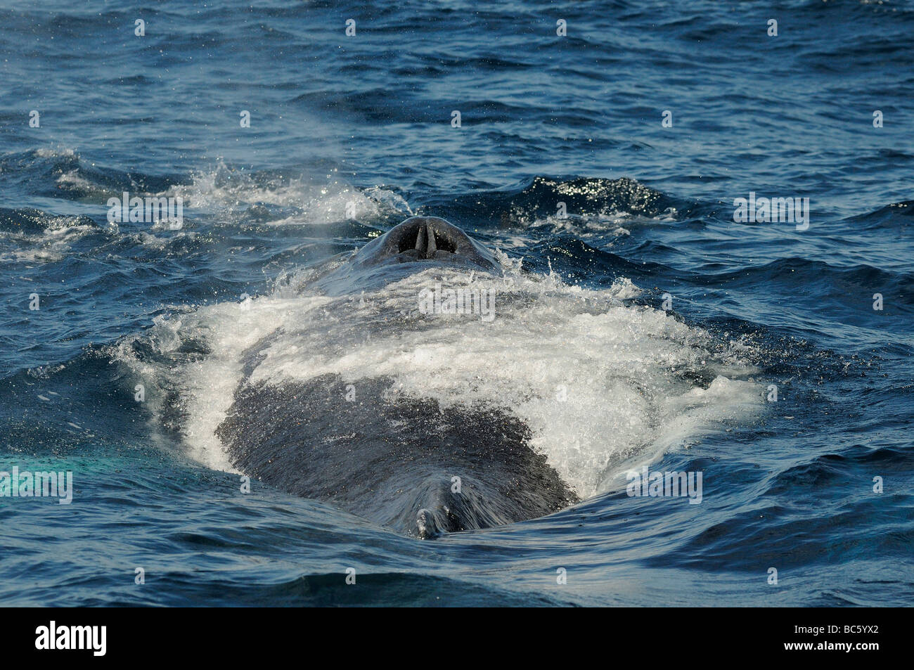 Humpback Whale Megaptera novaeanglicae in corrispondenza della superficie che mostra soffiature Baja Messico Foto Stock
