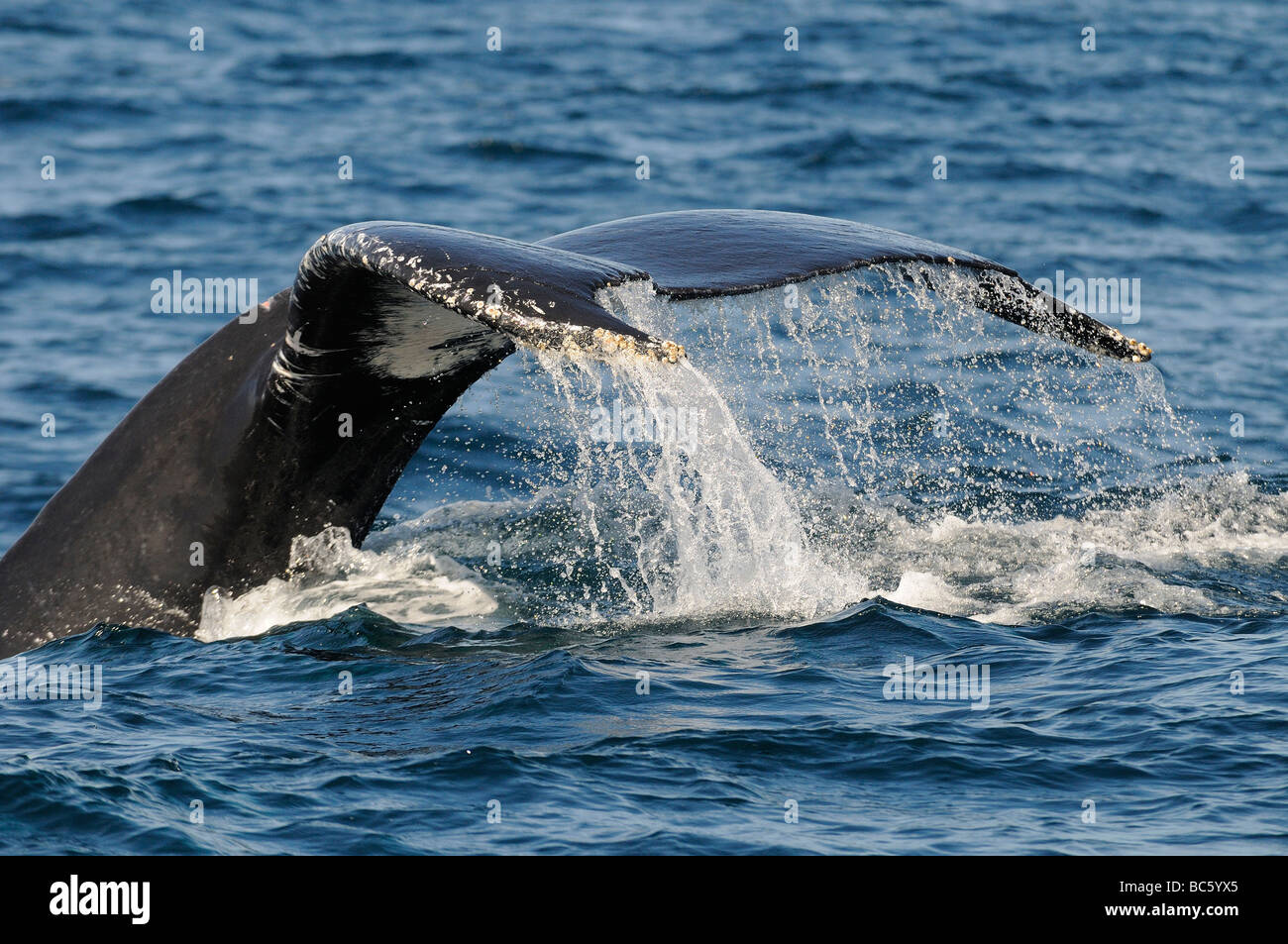 Humpback Whale Megaptera novaeanglicae fluke coda sollevate in merito a immersione Baja Messico Foto Stock