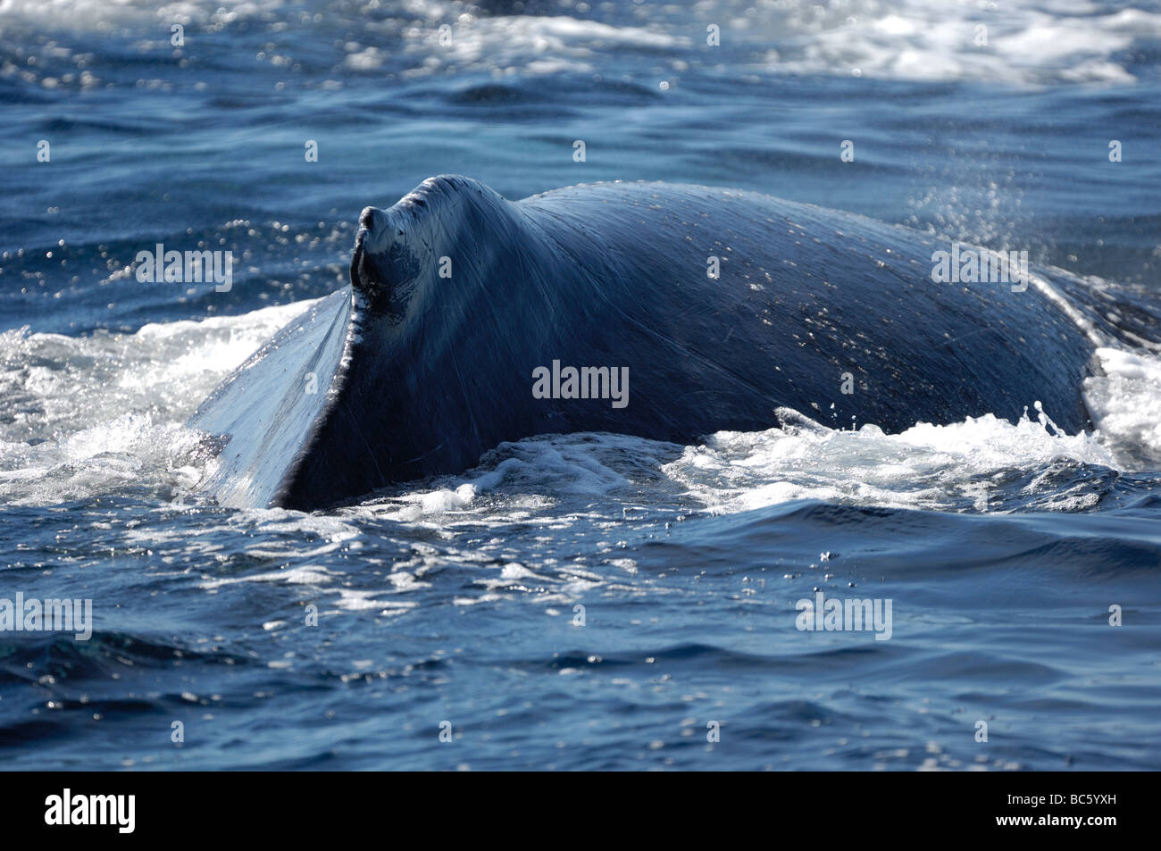 Humpback Whale Megaptera novaeangliae in corrispondenza della superficie che mostra humped indietro dopo che esso viene denominato Baja Messico Foto Stock