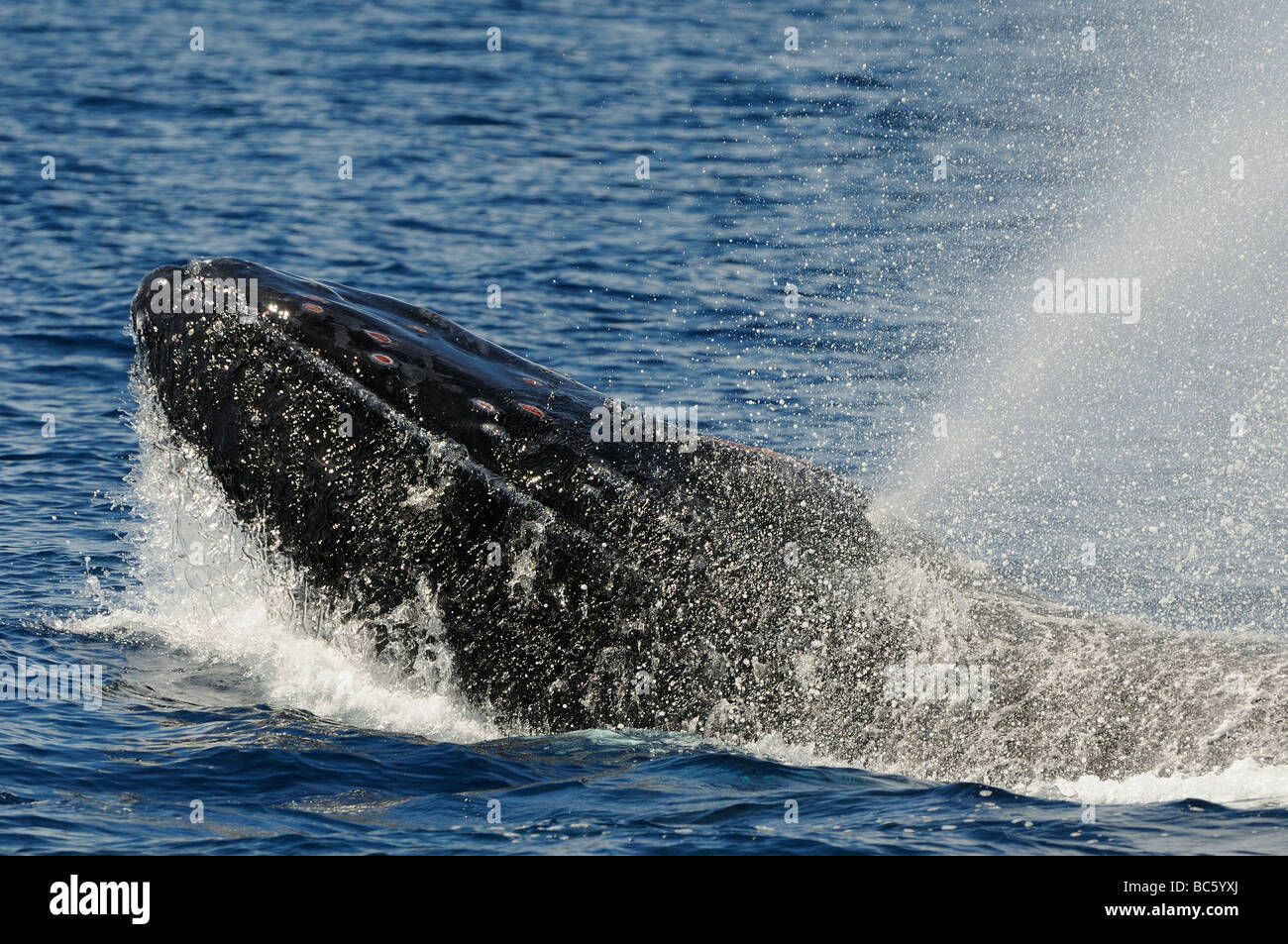 Humpback Whale Megaptera novaeanglicae soffiando alzando la testa in corrispondenza di una superficie di testa del comportamento di schiocco che mostrano danni ai tubercoli su di lui Foto Stock