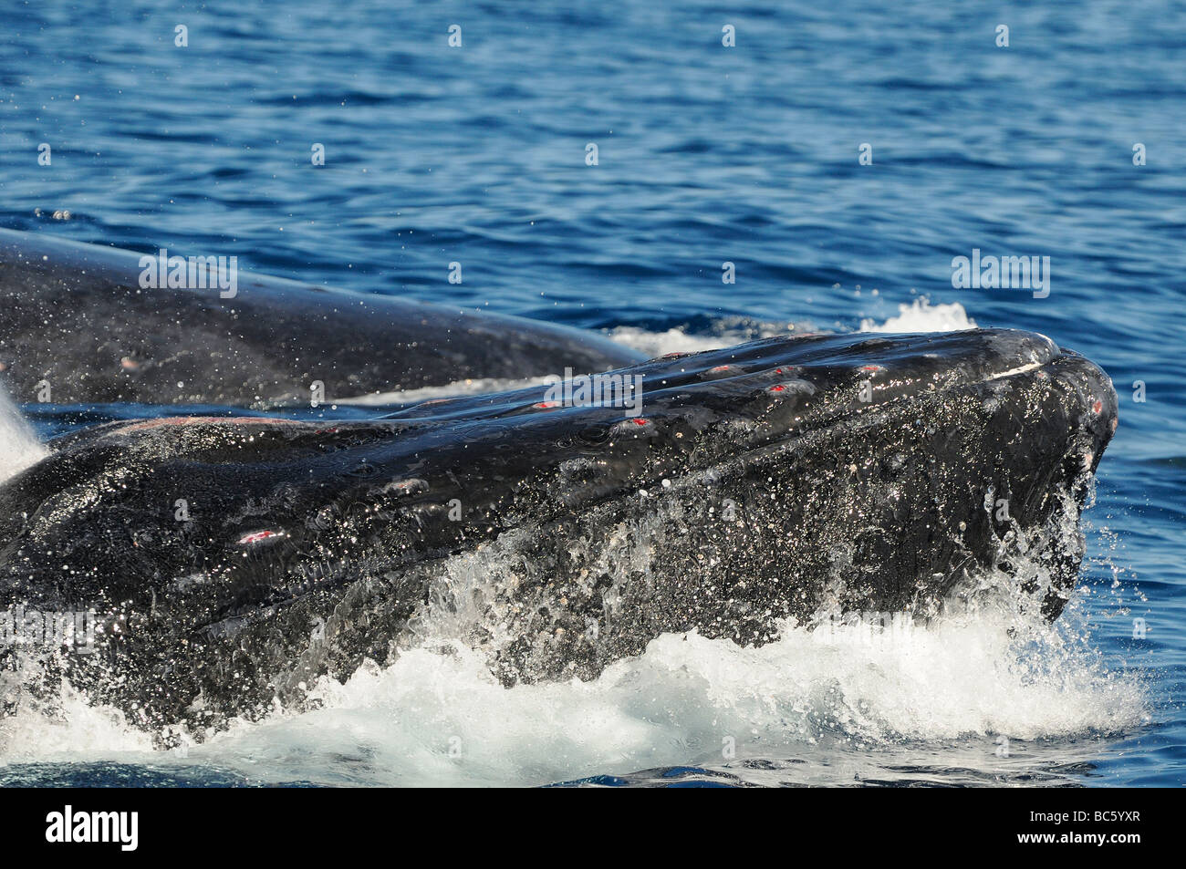 Humpback Whale Megaptera novaeanglicae in corrispondenza di una superficie di testa del comportamento di schiocco che mostrano danni ai tubercoli sulla testa Baja Messico Foto Stock