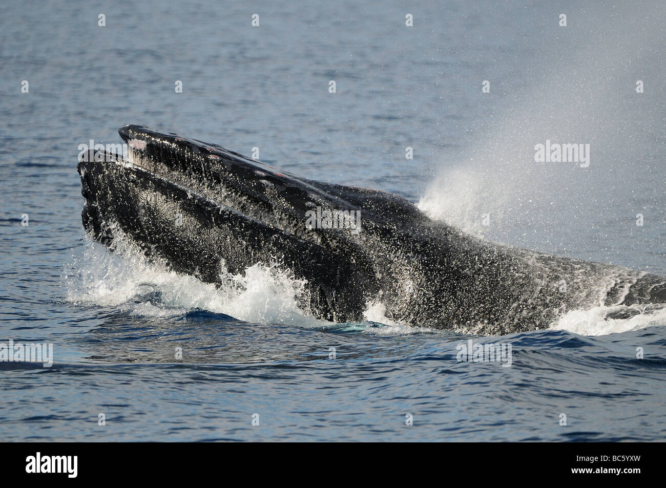 Humpback Whale Megaptera novaeanglicae testa sollevata al di sopra della superficie di soffiaggio testa aggressivo comportamento scampanamento Baja Messico Foto Stock