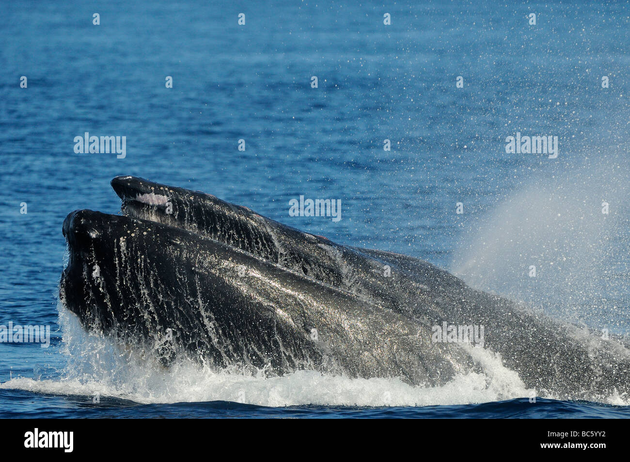 Humpback Whale Megaptera novaeanglicae testa rialzate in corrispondenza della superficie di soffiaggio testa aggressivo comportamento scampanamento Baja Messico Foto Stock