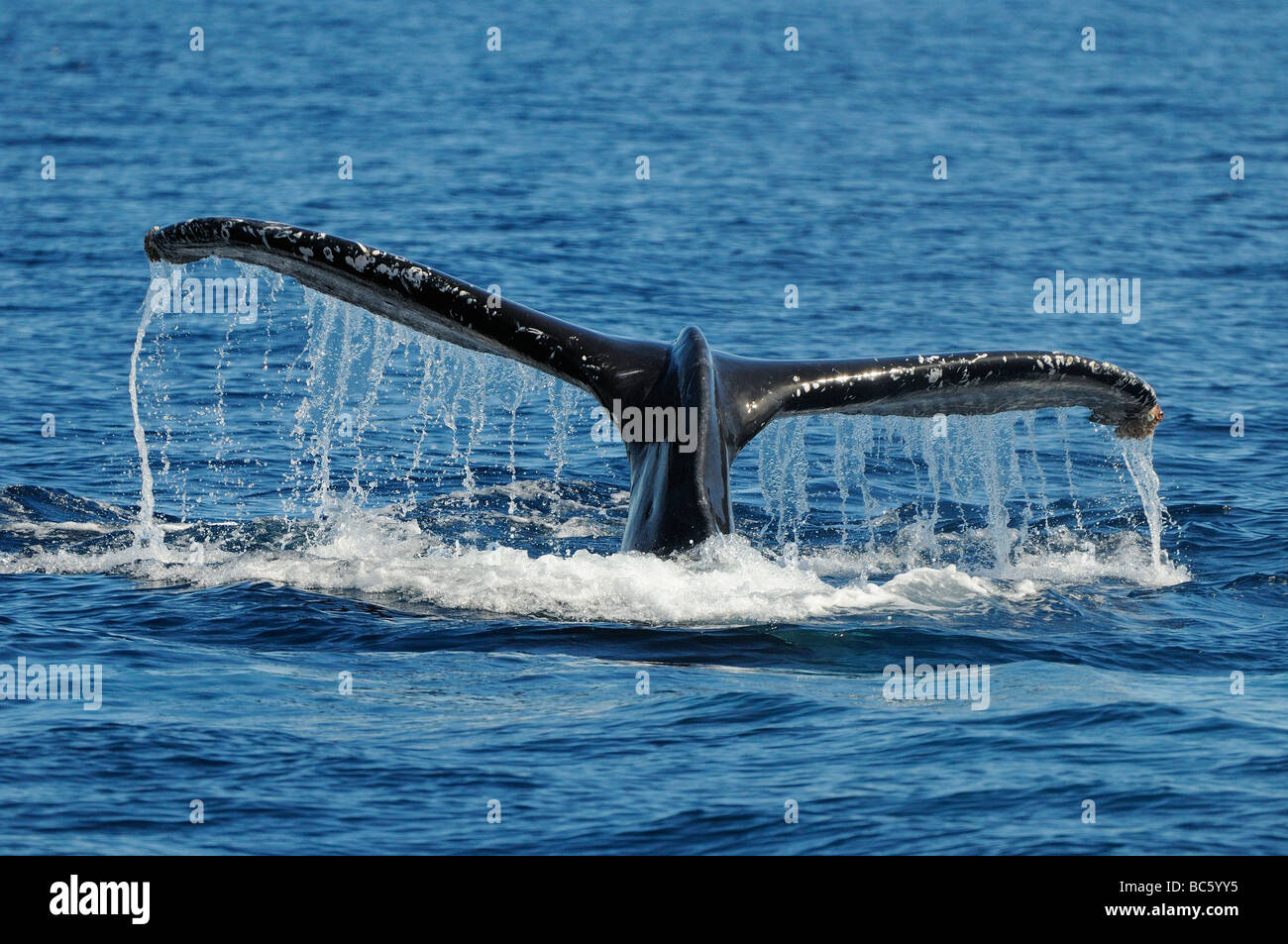 Humpback Whale Megaptera novaeanglicae fluke coda sollevate in merito a immersione Baja Messico Foto Stock