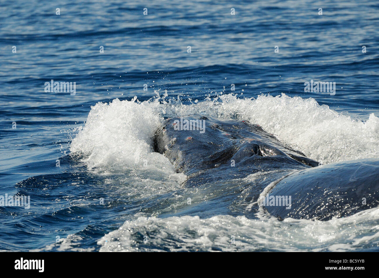 Humpback Whale Megaptera novaeanglicae in corrispondenza di una superficie di testa del comportamento di schiocco che mostrano danni ai tubercoli sulla testa Baja Messico Foto Stock
