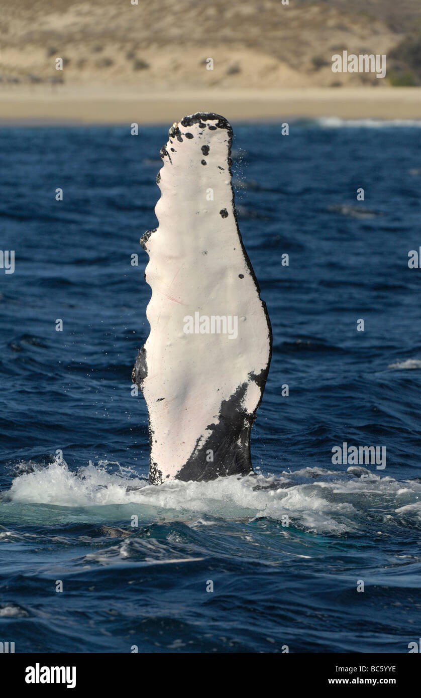 Humpback Whale Megaptera novaeanglicae pinna sollevata verticalmente al di fuori dell'acqua Baja Messico Foto Stock