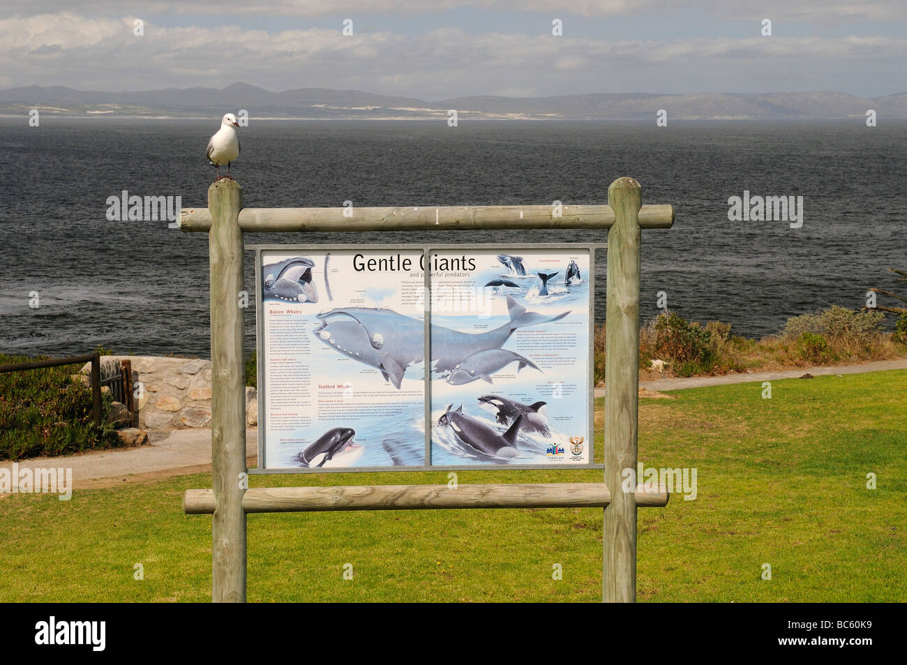 Segno di balene Hermanus Sud Africa Foto Stock