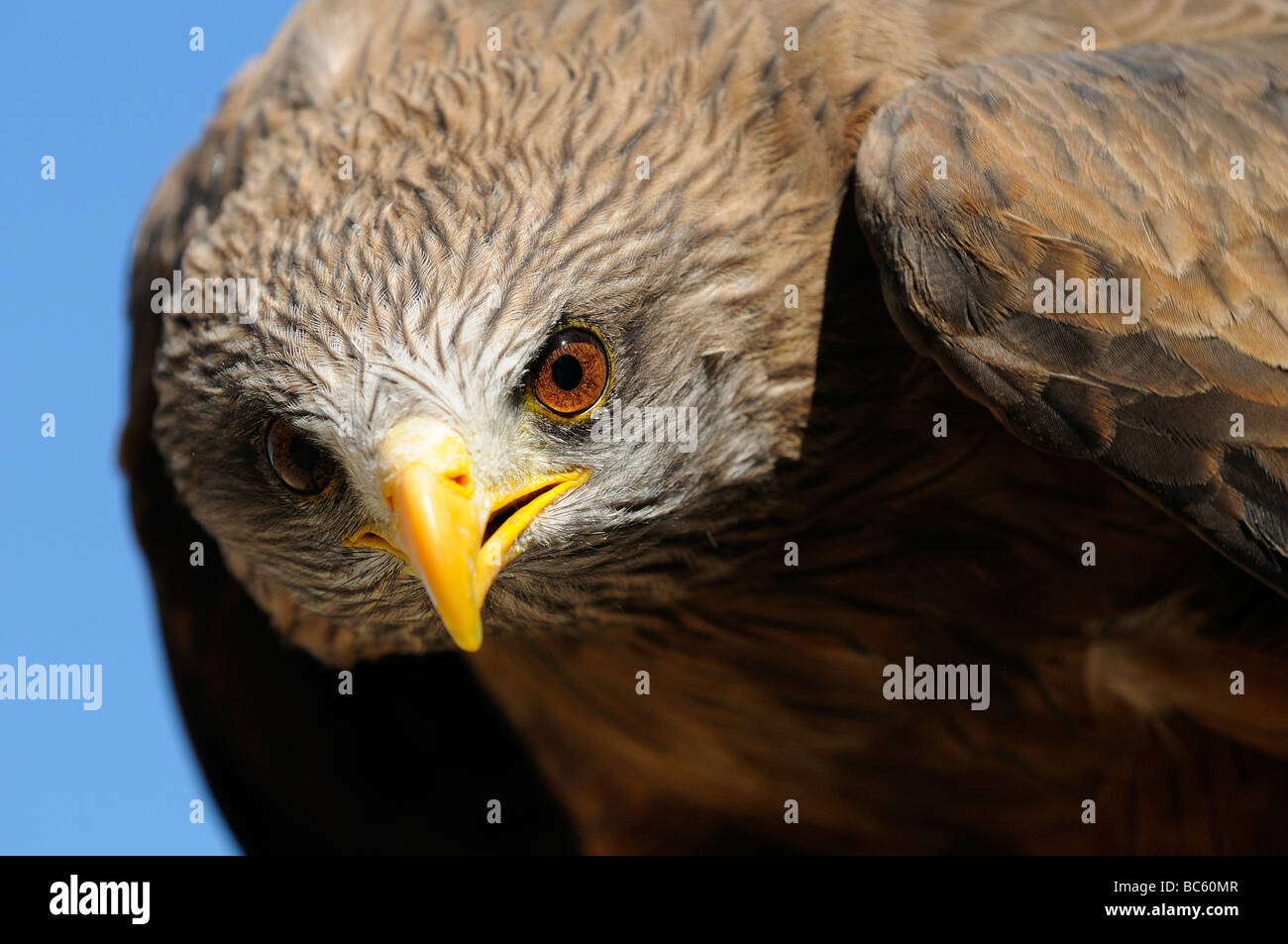 Giallo fatturati Kite Milvus aegyptius close up captive Sud Africa Foto Stock