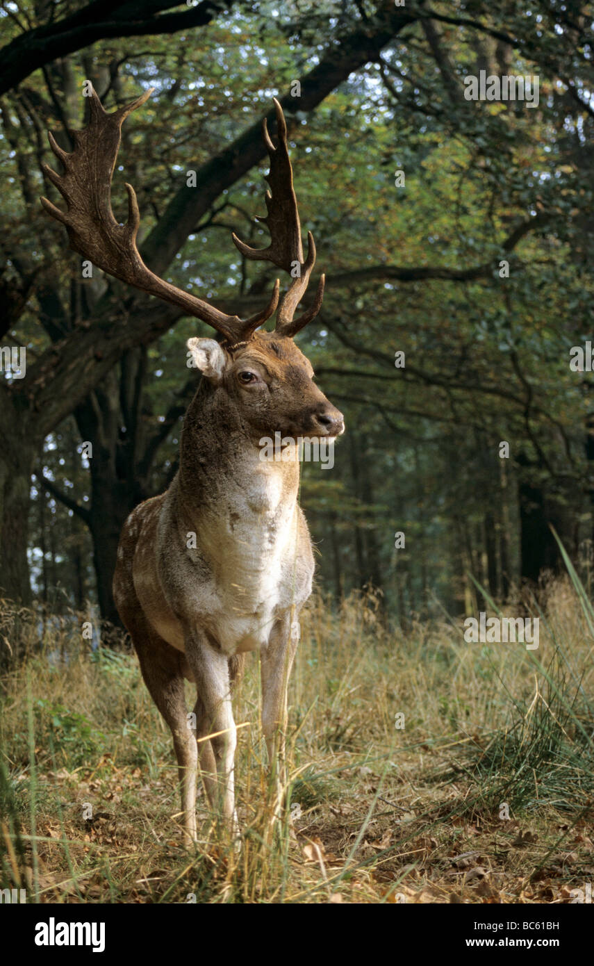 Daini (Dama Dama) in piedi nella foresta, Ivenacker Eichen, Meclemburgo-Pomerania, Germania Foto Stock