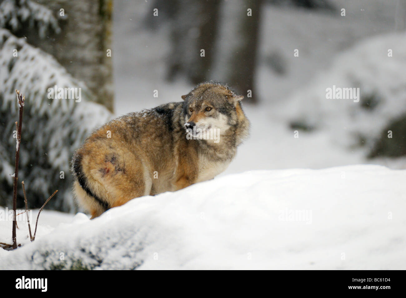 Lupo (Canis lupus) in piedi nella neve, il Parco Nazionale della Foresta Bavarese, Baviera, Germania Foto Stock