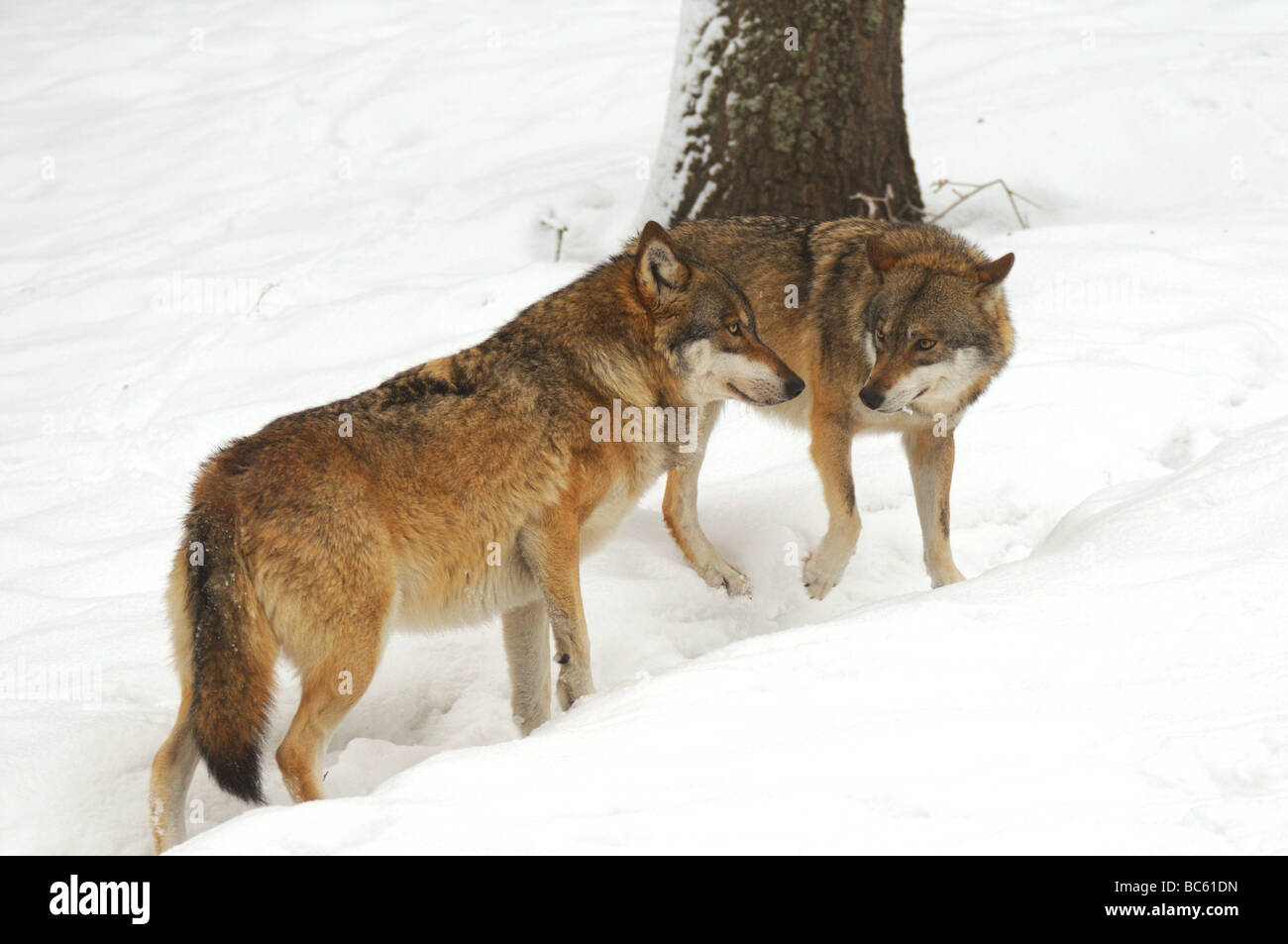 Due lupi grigi (Canis lupus) in piedi nella neve, il Parco Nazionale della Foresta Bavarese, Baviera, Germania Foto Stock