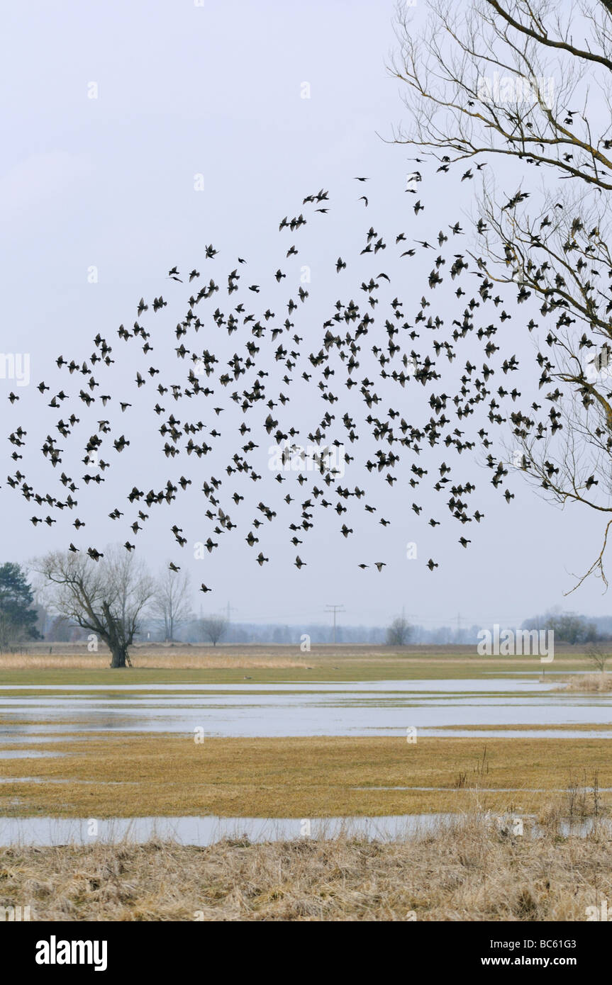 Stormo di uccelli in volo, Baviera, Germania Foto Stock