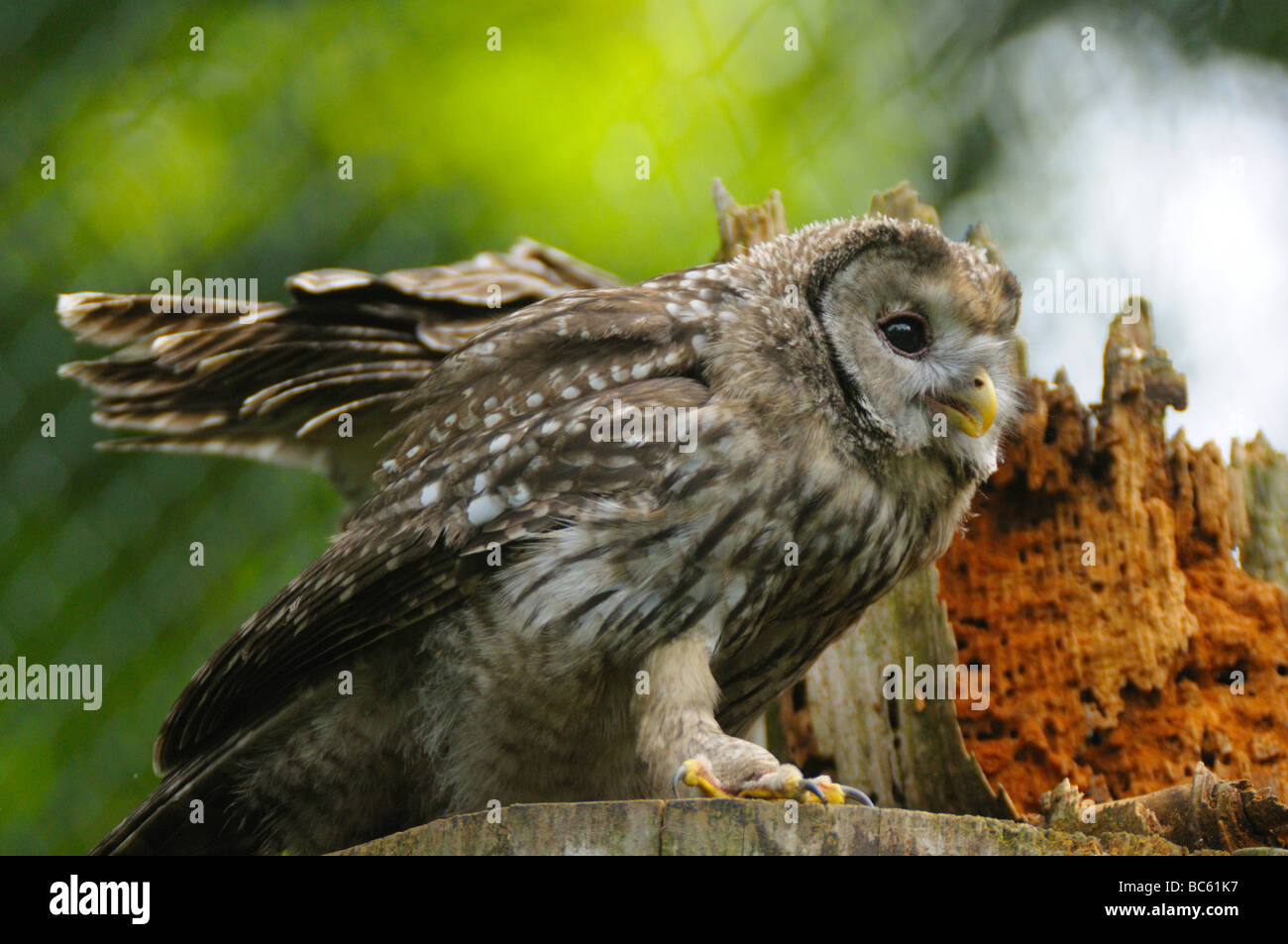 Close-up di Ural allocco (Strix uralensis) sul palo di legno, il Parco Nazionale della Foresta Bavarese, Baviera, Germania Foto Stock