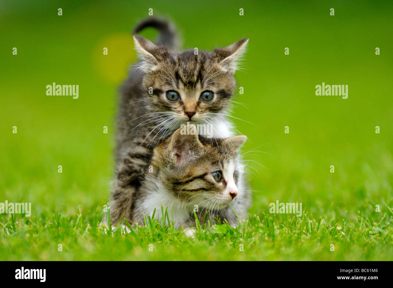 Close-up di due gattini in campo, Baviera, Germania Foto Stock