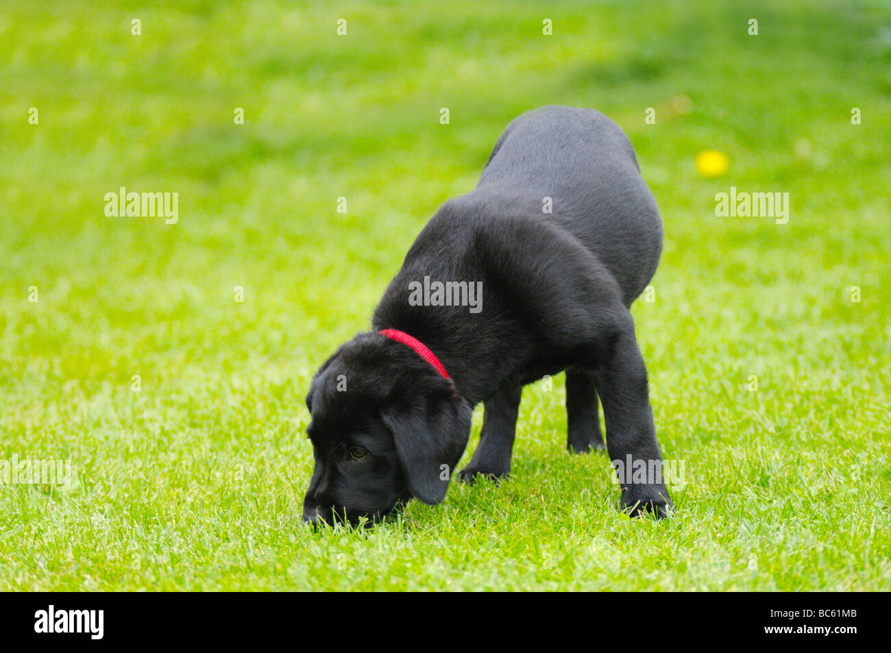 Il Labrador rovistando nel campo, Franconia, Baviera, Germania Foto Stock