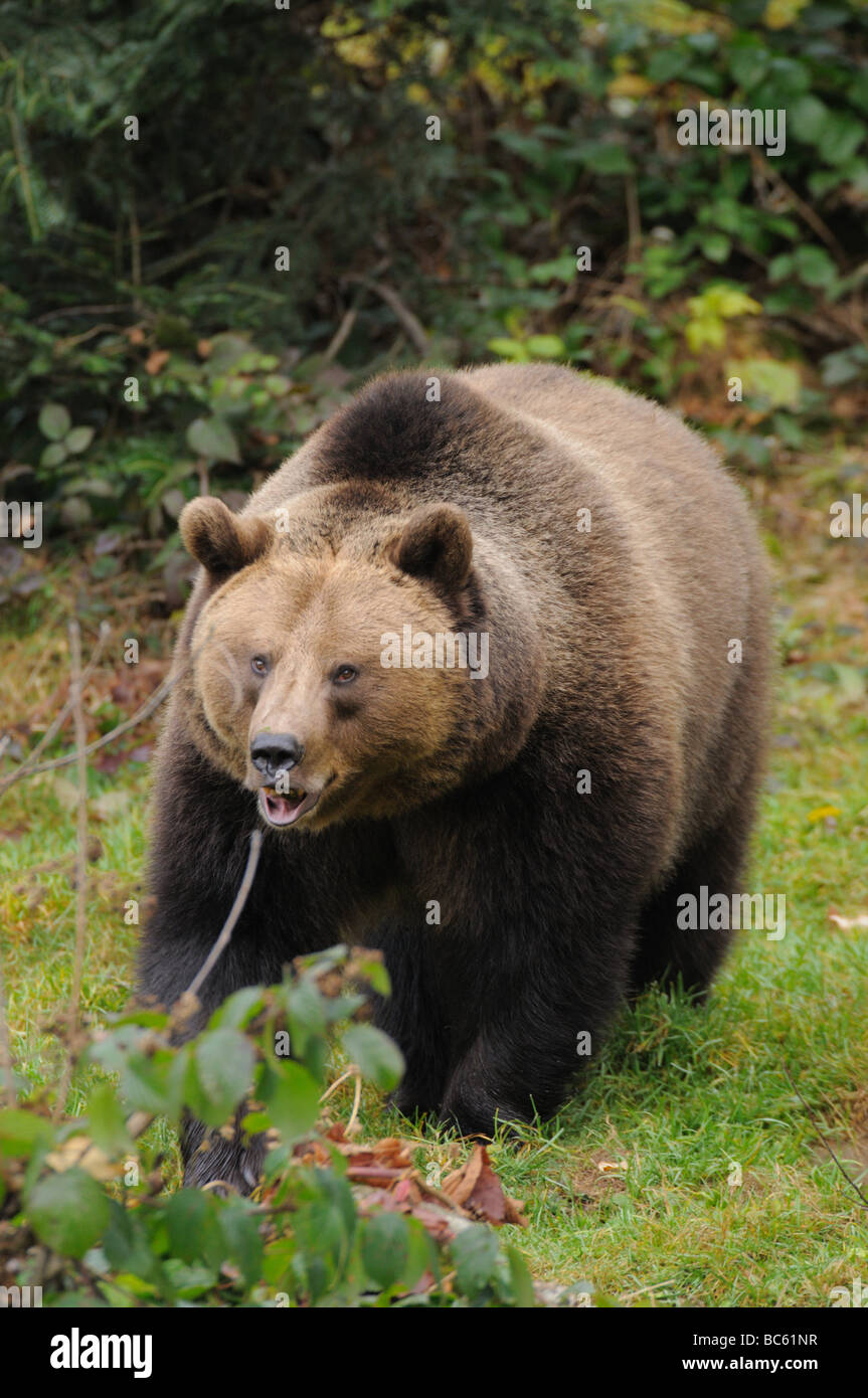 L'orso bruno (Ursus arctos) in piedi nella foresta, Parco Nazionale della Foresta Bavarese, Baviera, Germania Foto Stock