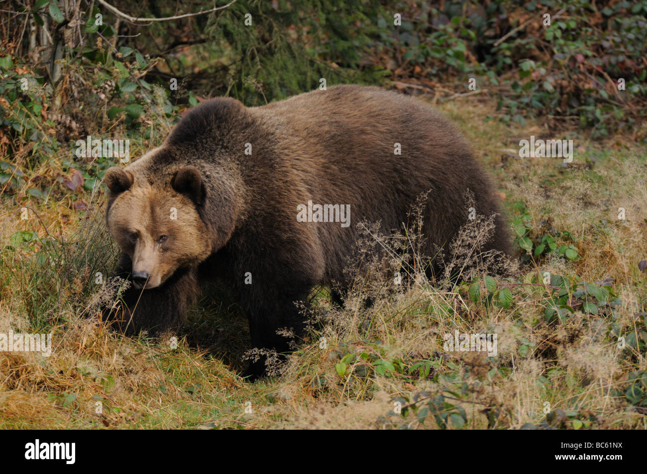 L'orso bruno (Ursus arctos) in piedi nella foresta, Parco Nazionale della Foresta Bavarese, Baviera, Germania Foto Stock
