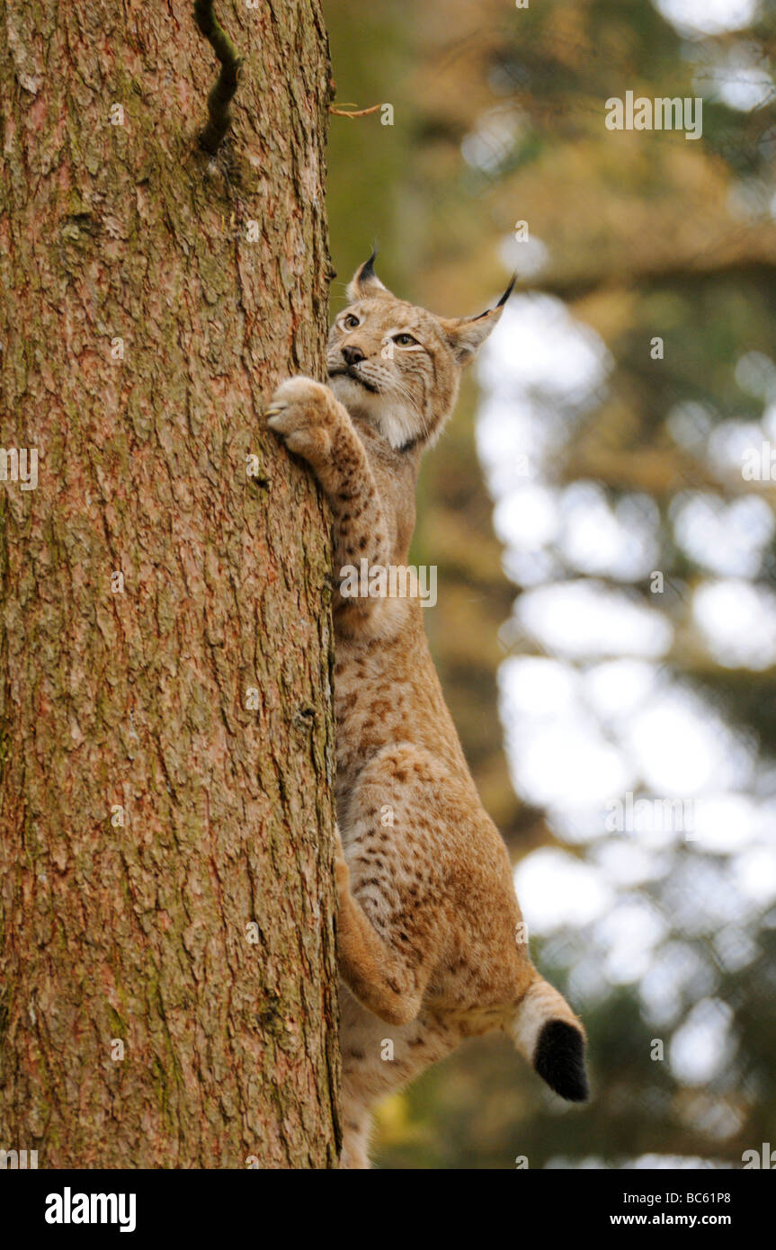 Bobcat (Lynx rufus) rampicante nella Foresta, Parco Nazionale della Foresta Bavarese, Baviera, Germania Foto Stock